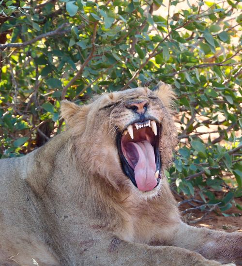 Free Close-up of a yawning lion in the wild, displaying teeth and tongue amid lush greenery. Stock Photo