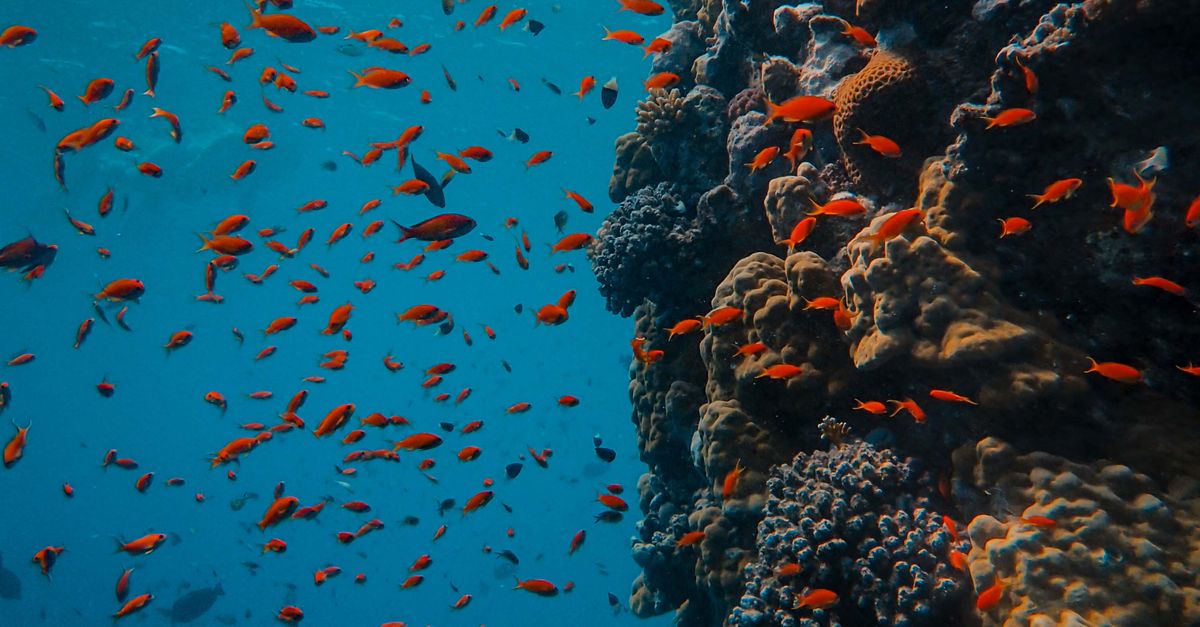 Photographie Sous Marine De L cole De Poissons Photo Gratuite Photographie Sous Marine De L cole De Poissons Photo Gratuite