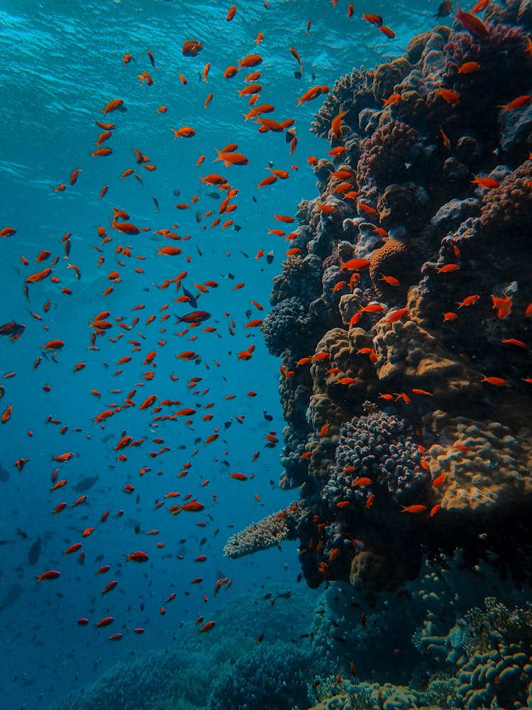 Underwater Photography Of School Of Fish