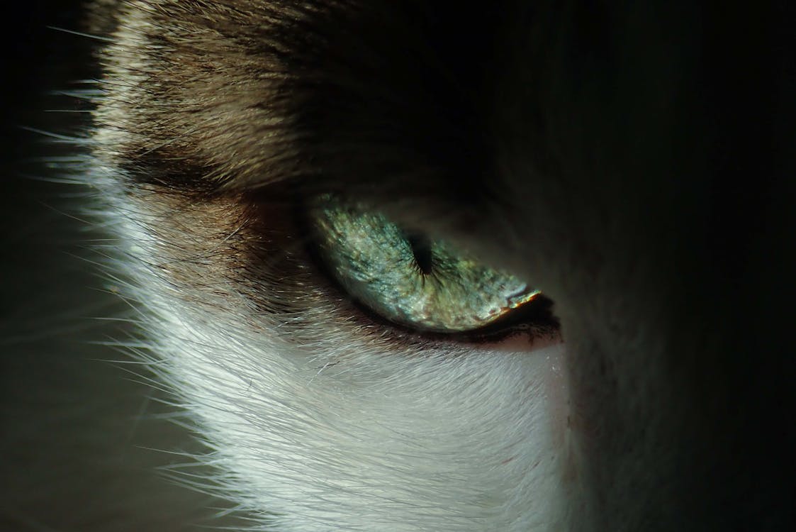 Синий и белый кошачий глаз