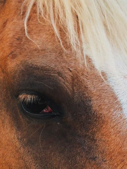 Free Detailed close-up of a chestnut horse's eye, capturing the vibrant detail of its coat and markings, photographed in Morocco. Stock Photo