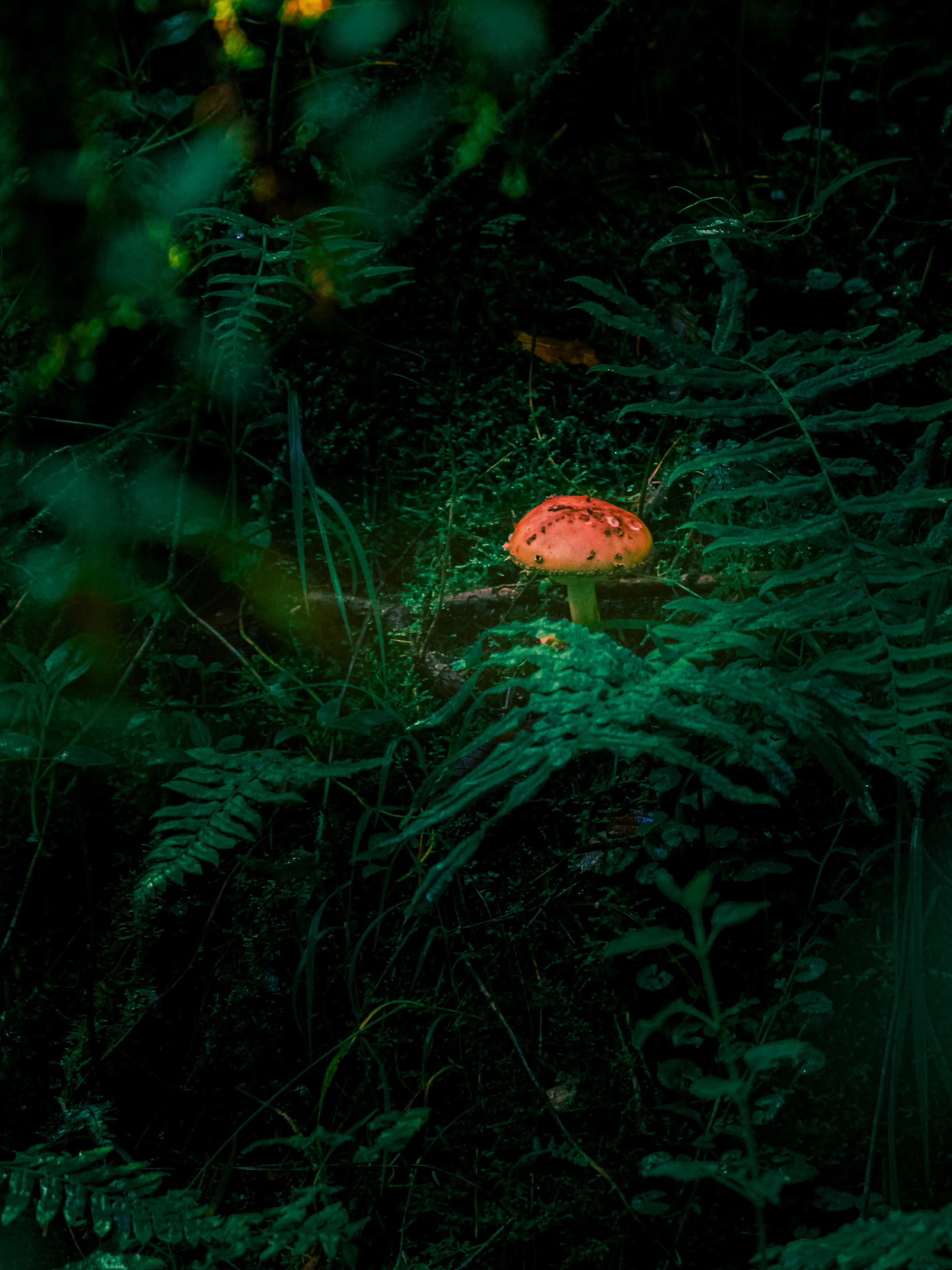 Why Do Dogs Have Wet Noses? Discover The Fascinating Truth! 2 5 Fascinating Reasons Dogs' Noses Stay Moist – Uncover the Truth!