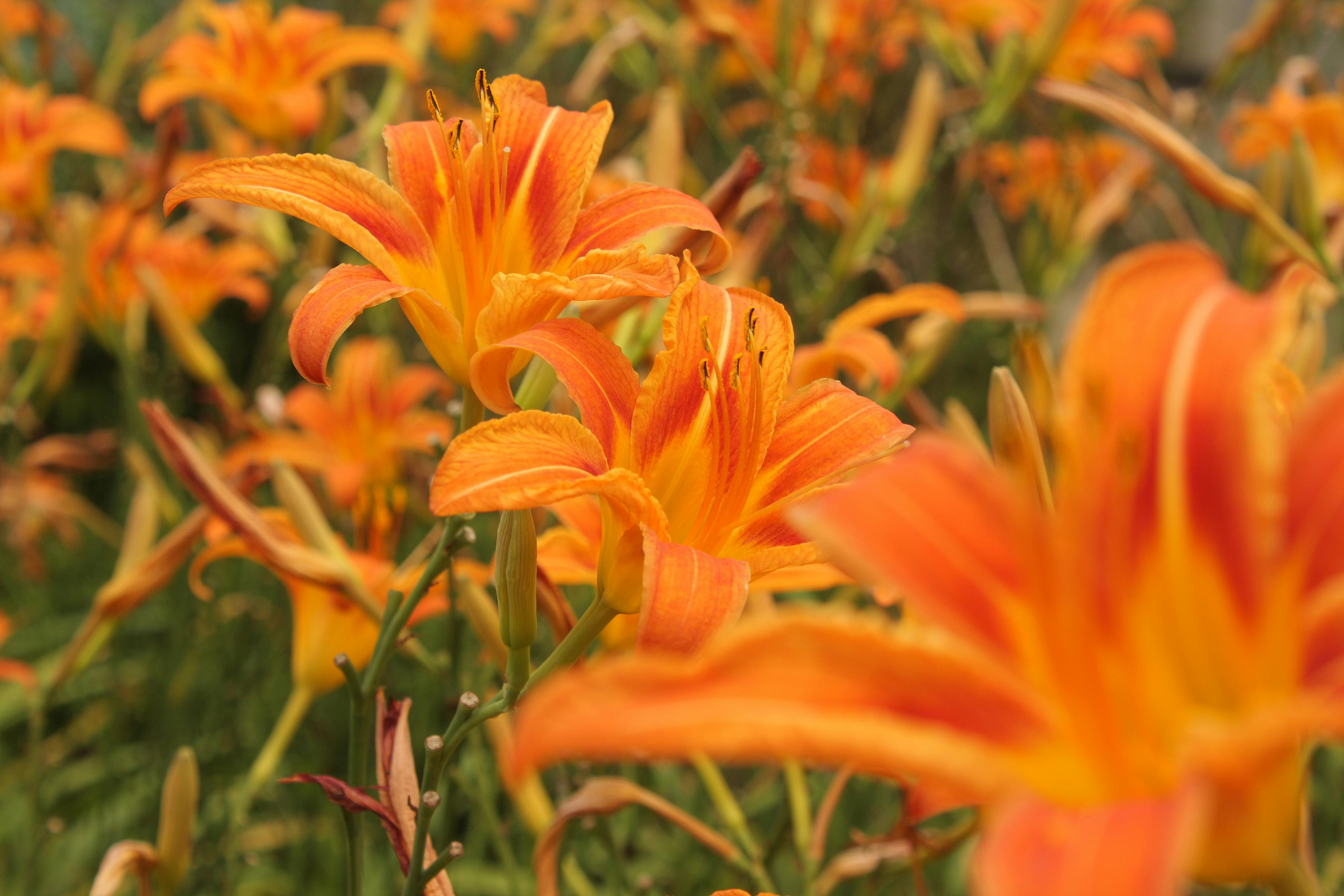 2025臺灣國際觀鳥馬拉松閉幕 驚艷222種鳥種與8大主題活動延至3月