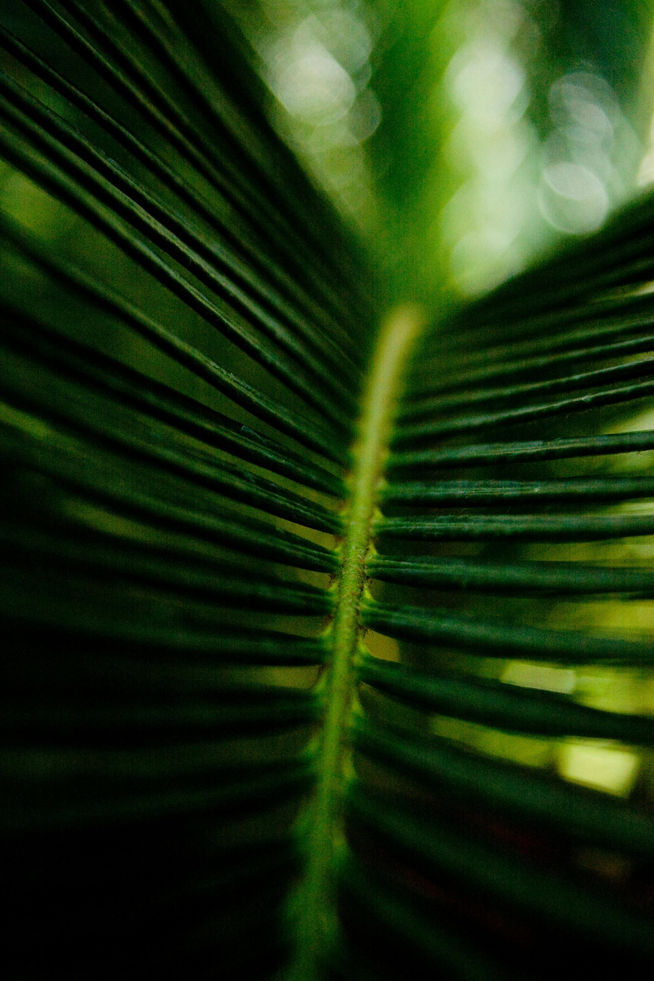 Detailed macro shot of a palm leaf's texture with a green, blurred background.