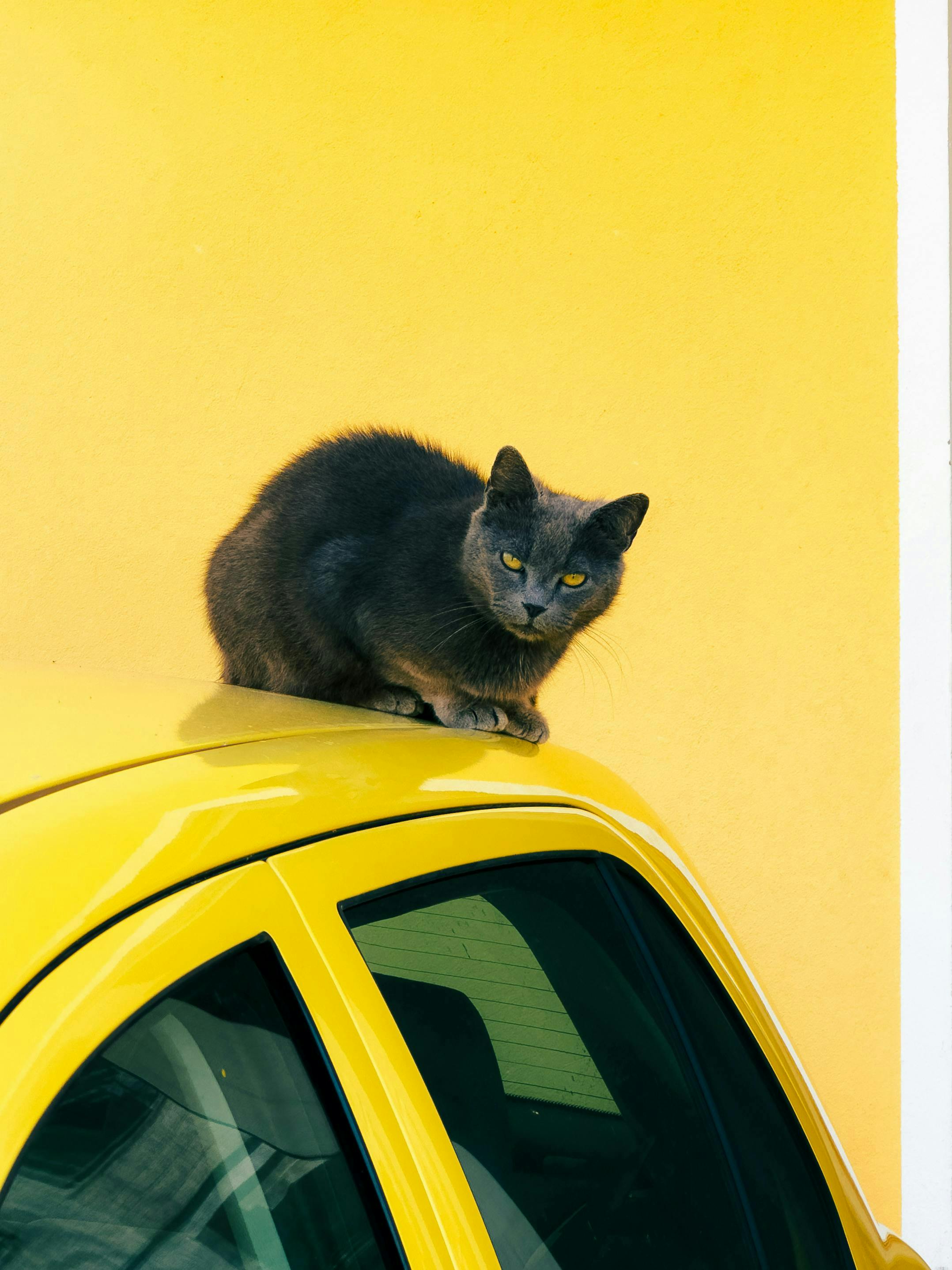 Cat perched on a yellow car roof in front of a vibrant yellow wall.