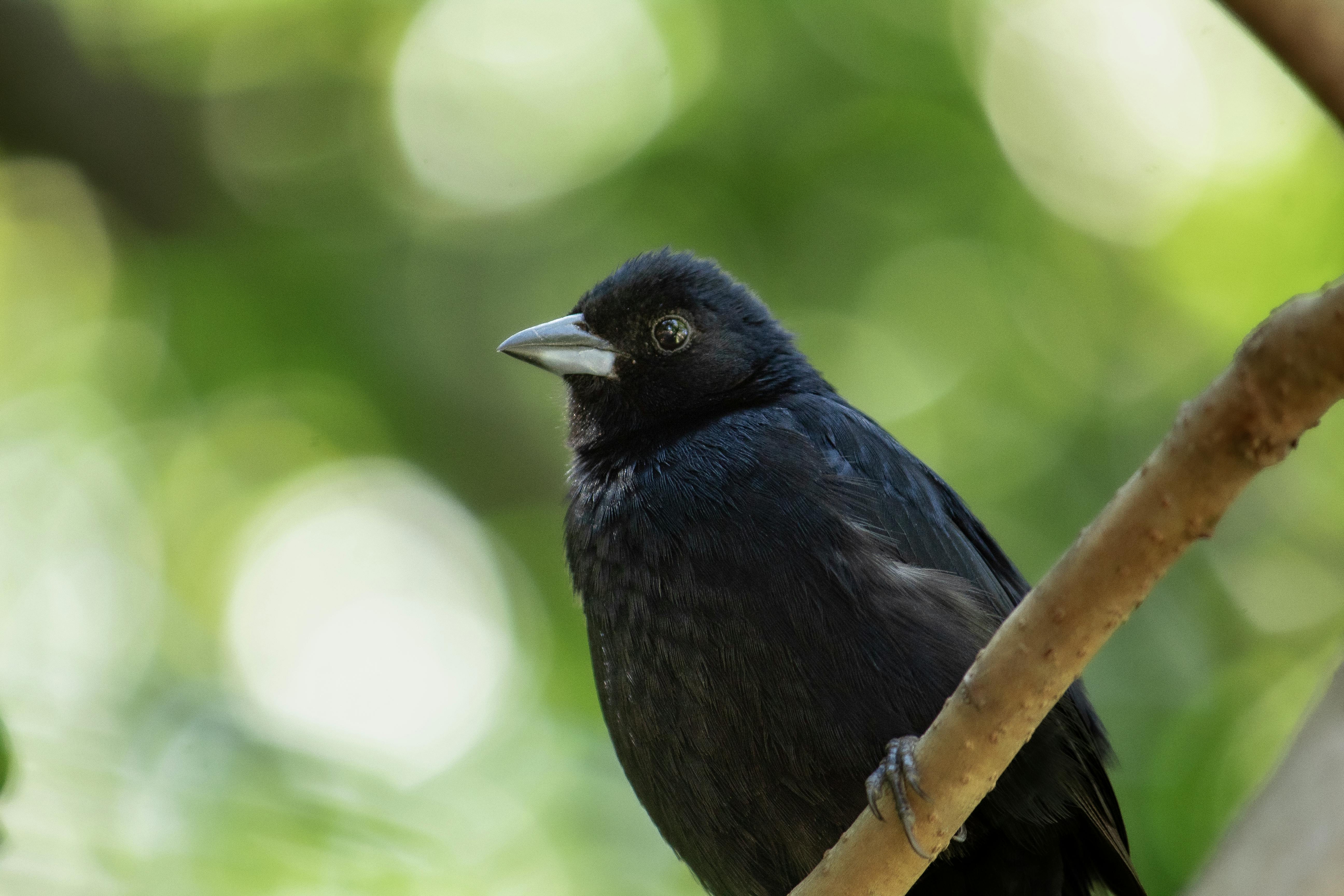 Close-up of a black bird perched on a branch with blurred green background, Brasília, Brazil.