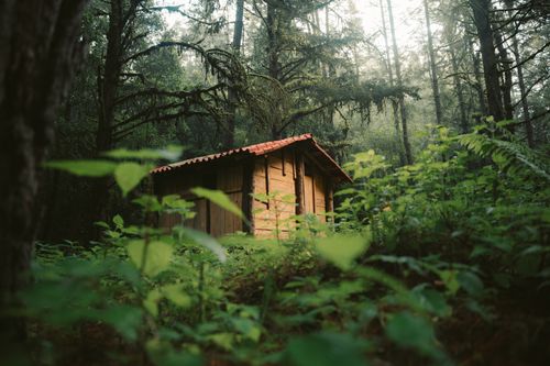 Free A serene cabin nestled in the dense forest of Estado de México, surrounded by lush greenery. Stock Photo