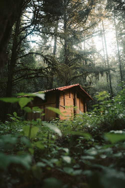 Free A serene wooden cabin nestled among towering trees in a peaceful forest landscape. Stock Photo