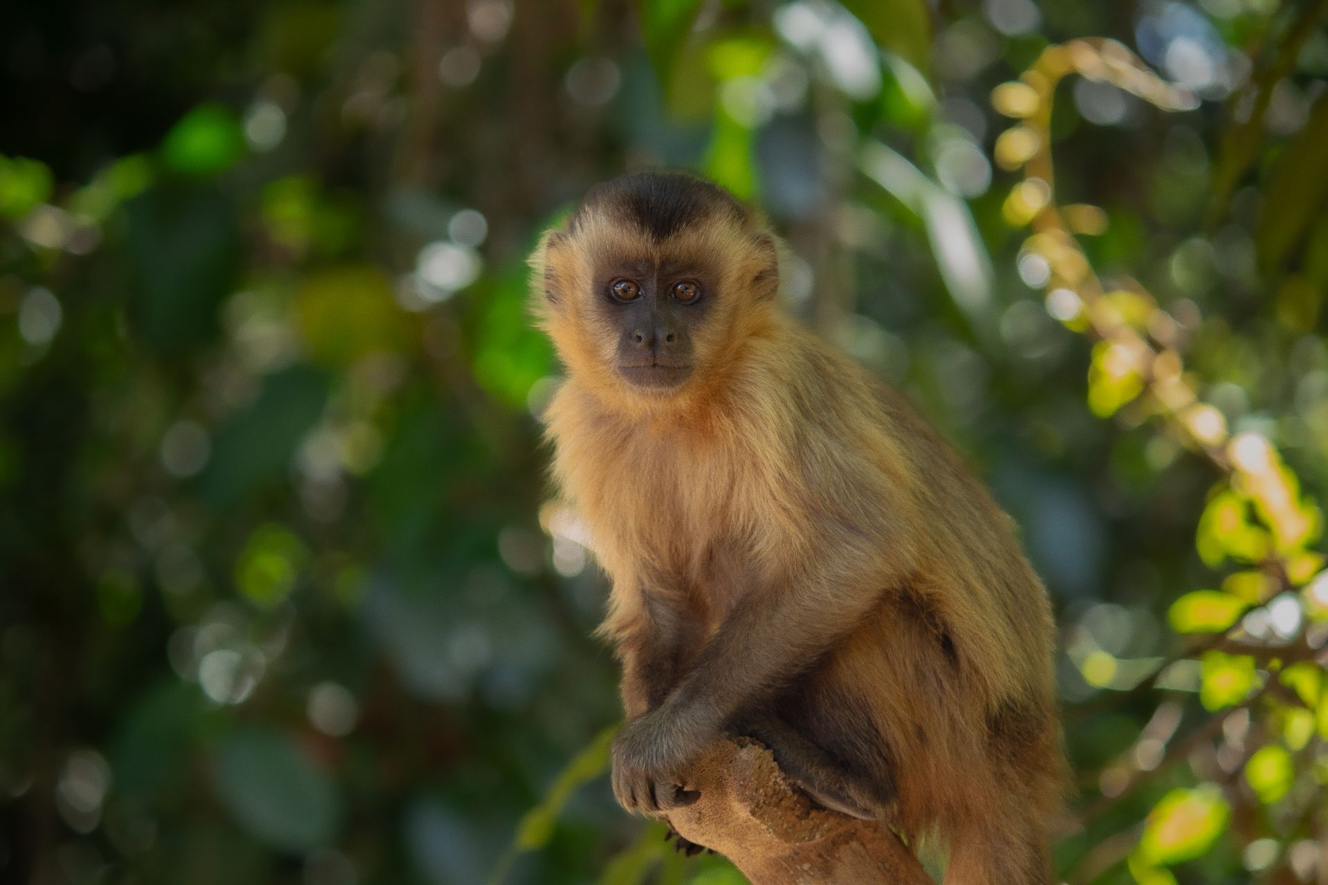 Close-up of a brown capuchin monkey perched on a tree branch in Brasília's lush forest.