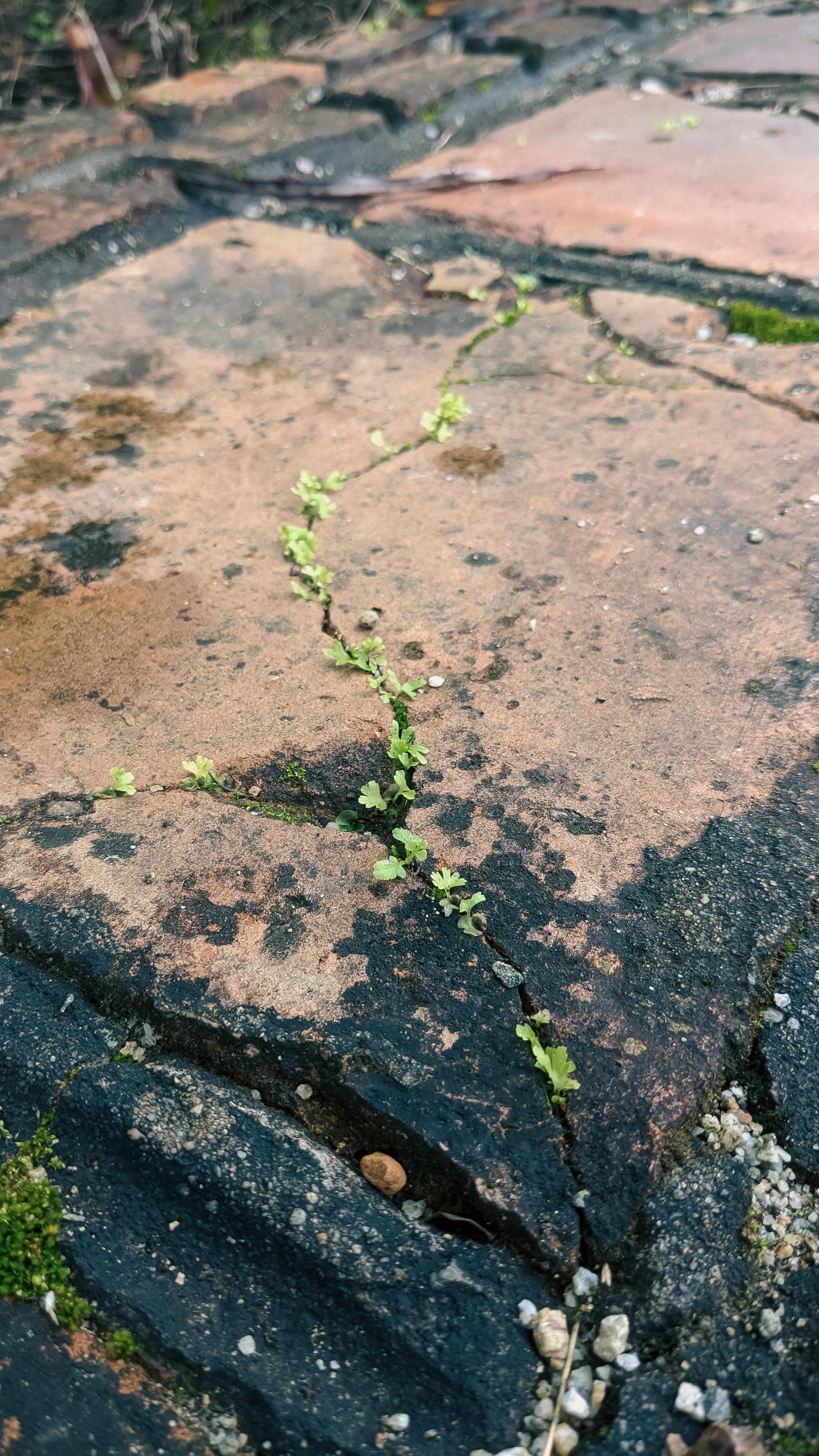 Thám tử lừng danh Conan | Chương 0770 831 – manga, gosho aoyama, case closed, tham tu lung danh conan, conan, detective conan, truyen tranh, trinh tham, pha an, trinh tham, kinh di, truyen conan, doc truyen conan, tham tu lung danh conan chuong 0770, tham tu lung danh conan 0770.