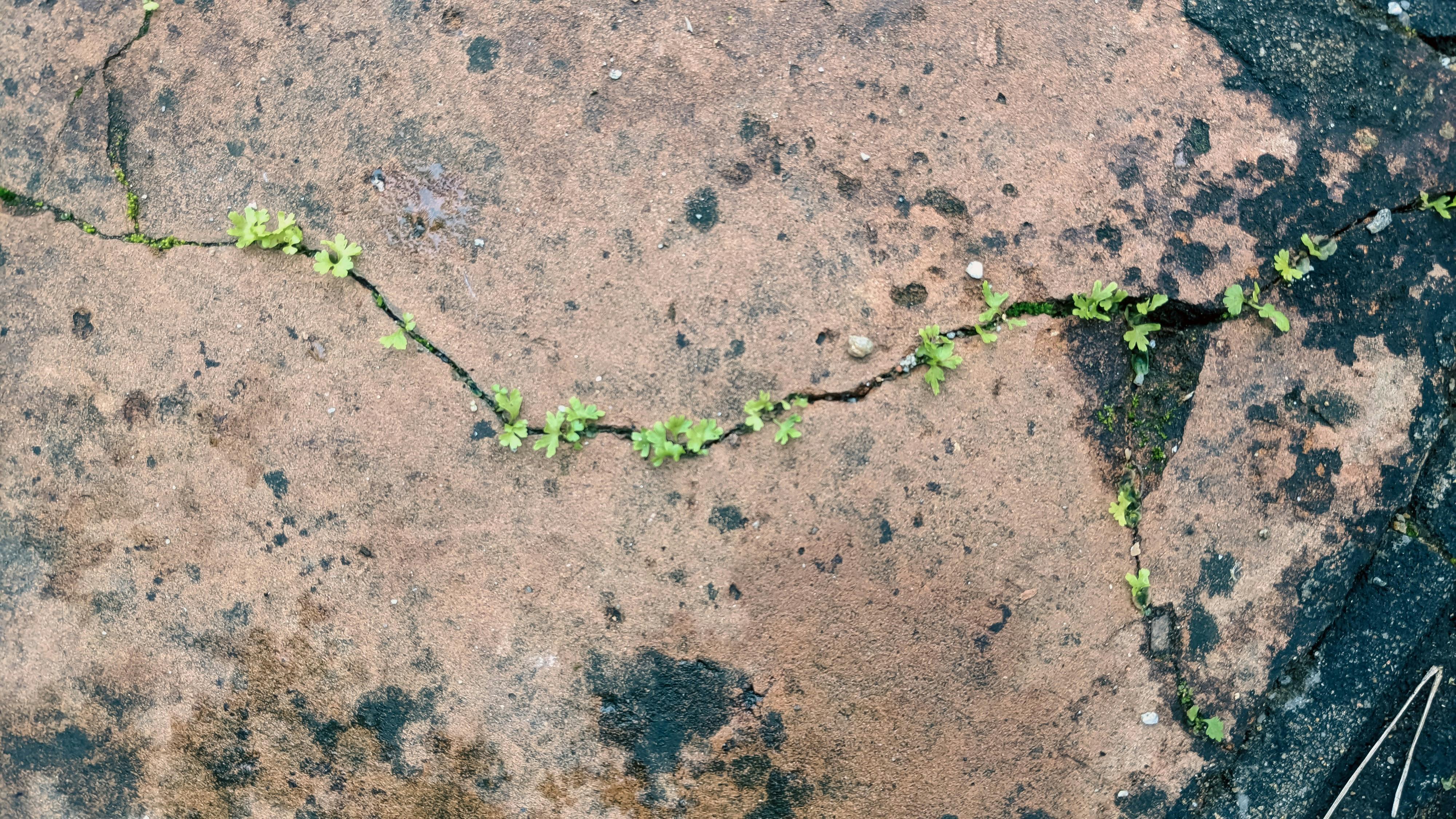 Trung tâm nghiên cứu văn học, phát triển nhà văn Việt Nam