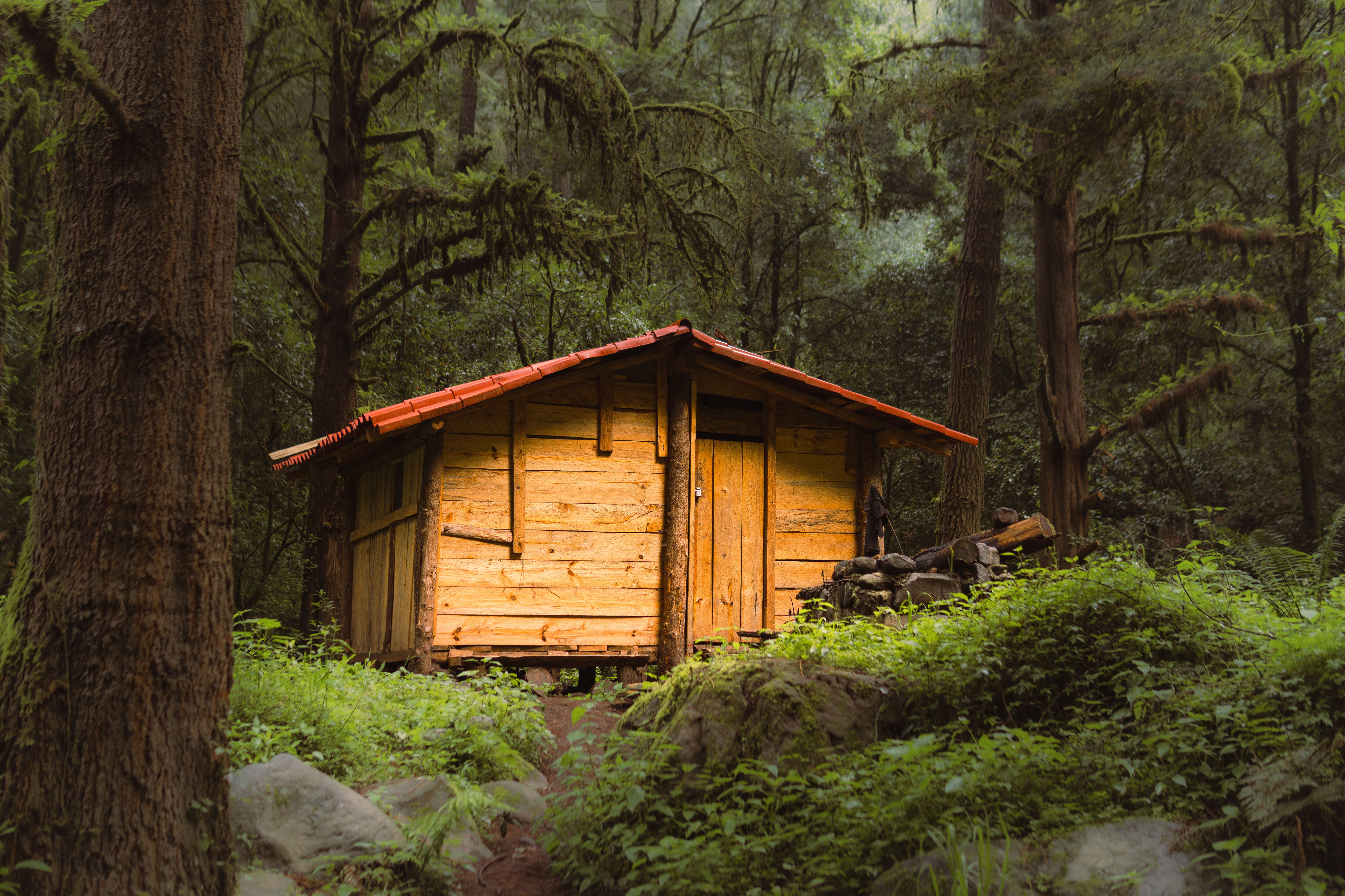 A wooden cabin among tall trees in a central Mexican forest, the kind of stay many travellers look for when deciding where to stay in Tepoztlán