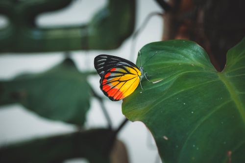 Free Close-up of a colorful butterfly resting on a green leaf in a natural setting. Stock Photo