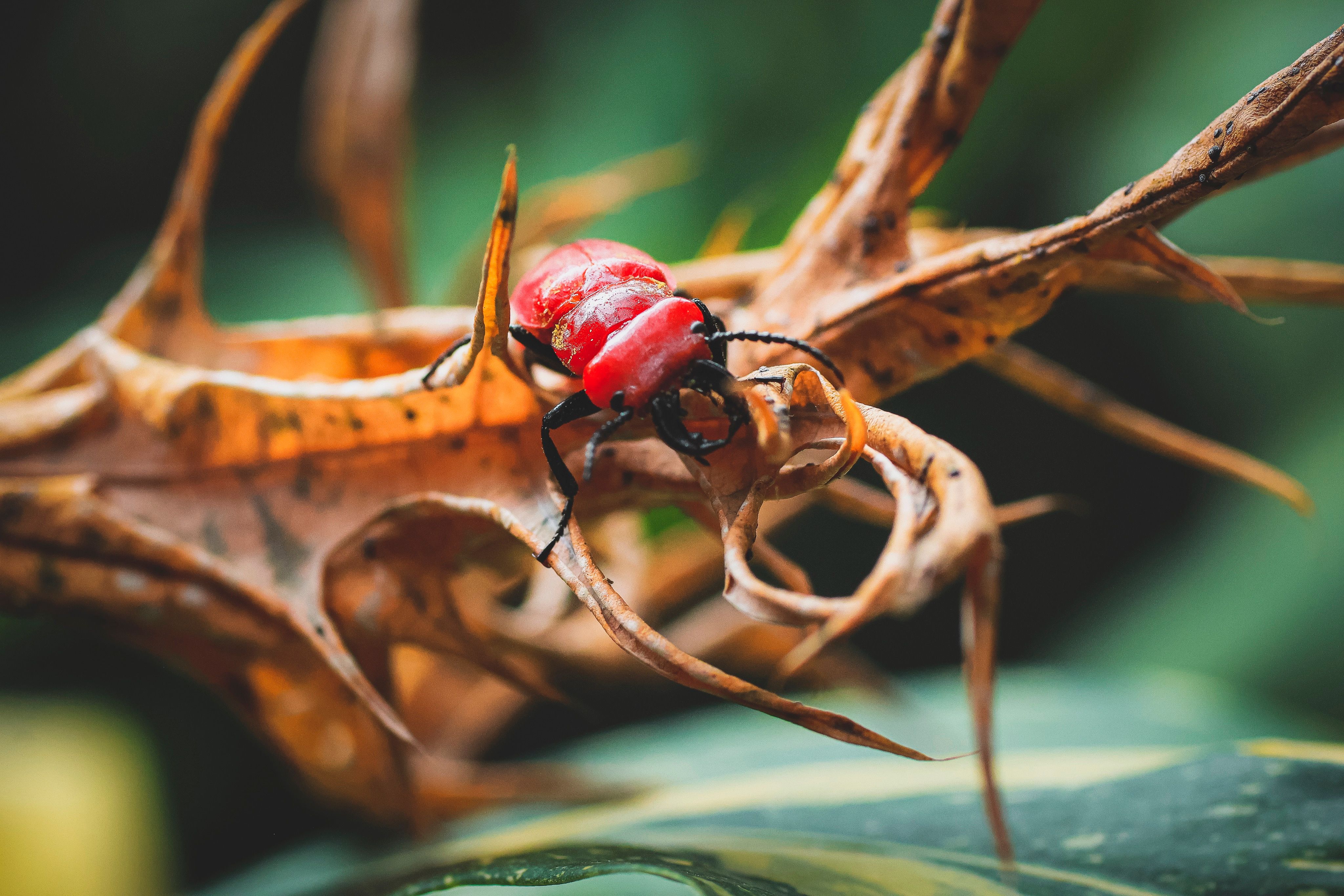 Close-up of Red Insect on Thorny Branch · Free Stock Photo