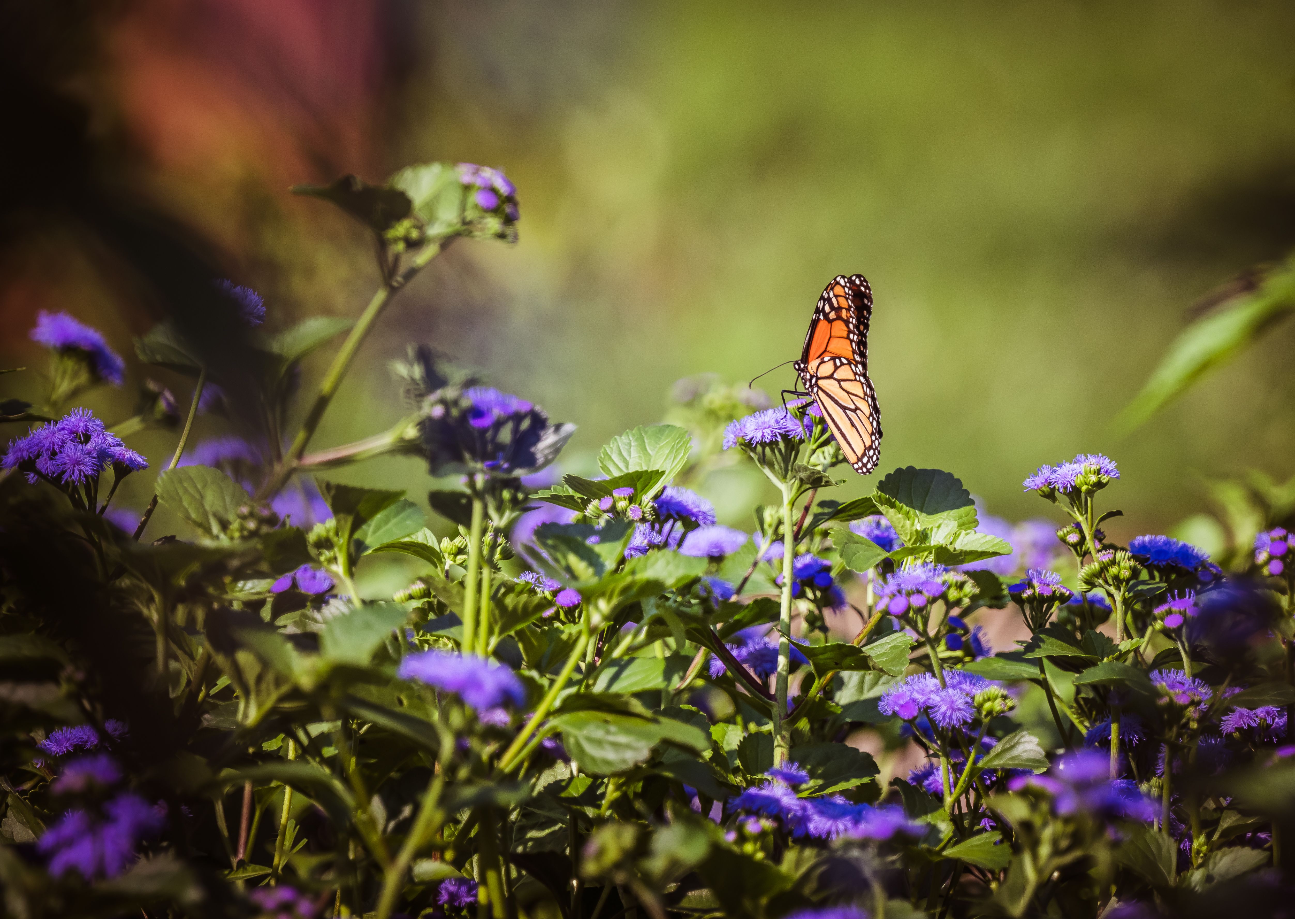 Monarch Butterfly on Purple Wildflowers · Free Stock Photo