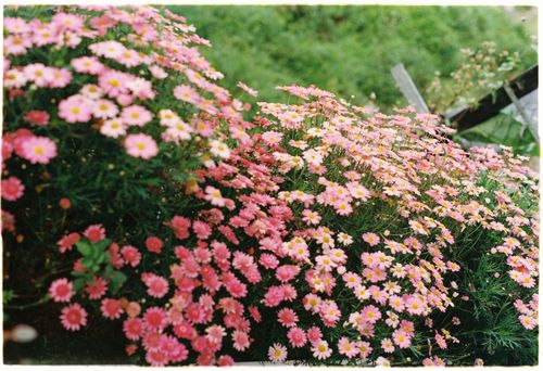 Free A lush garden scene of pink daisies in full bloom, captured in a vibrant outdoor setting. Stock Photo
