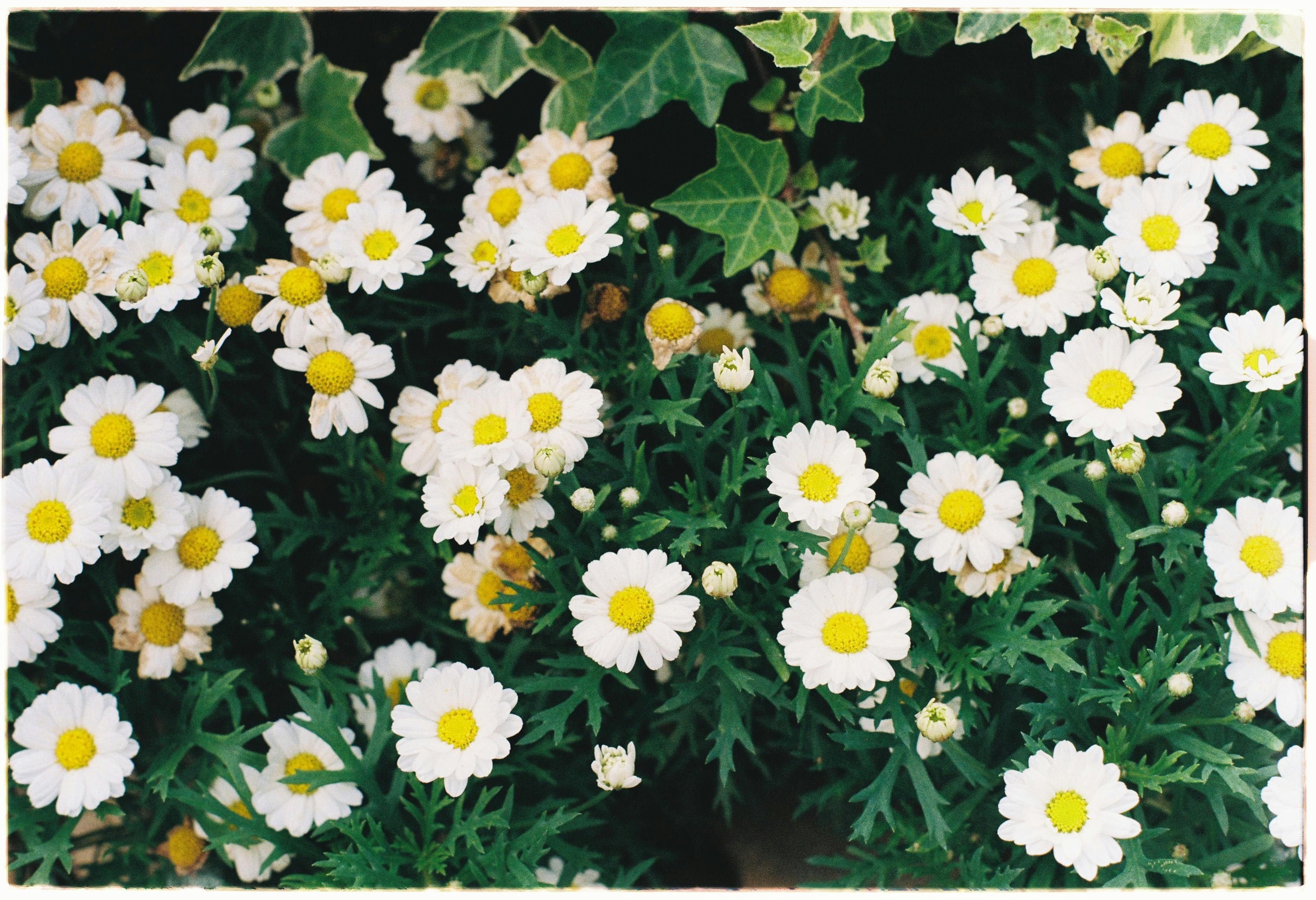 Bright white daisies with yellow centers amidst lush greenery, creating a vibrant natural scene.