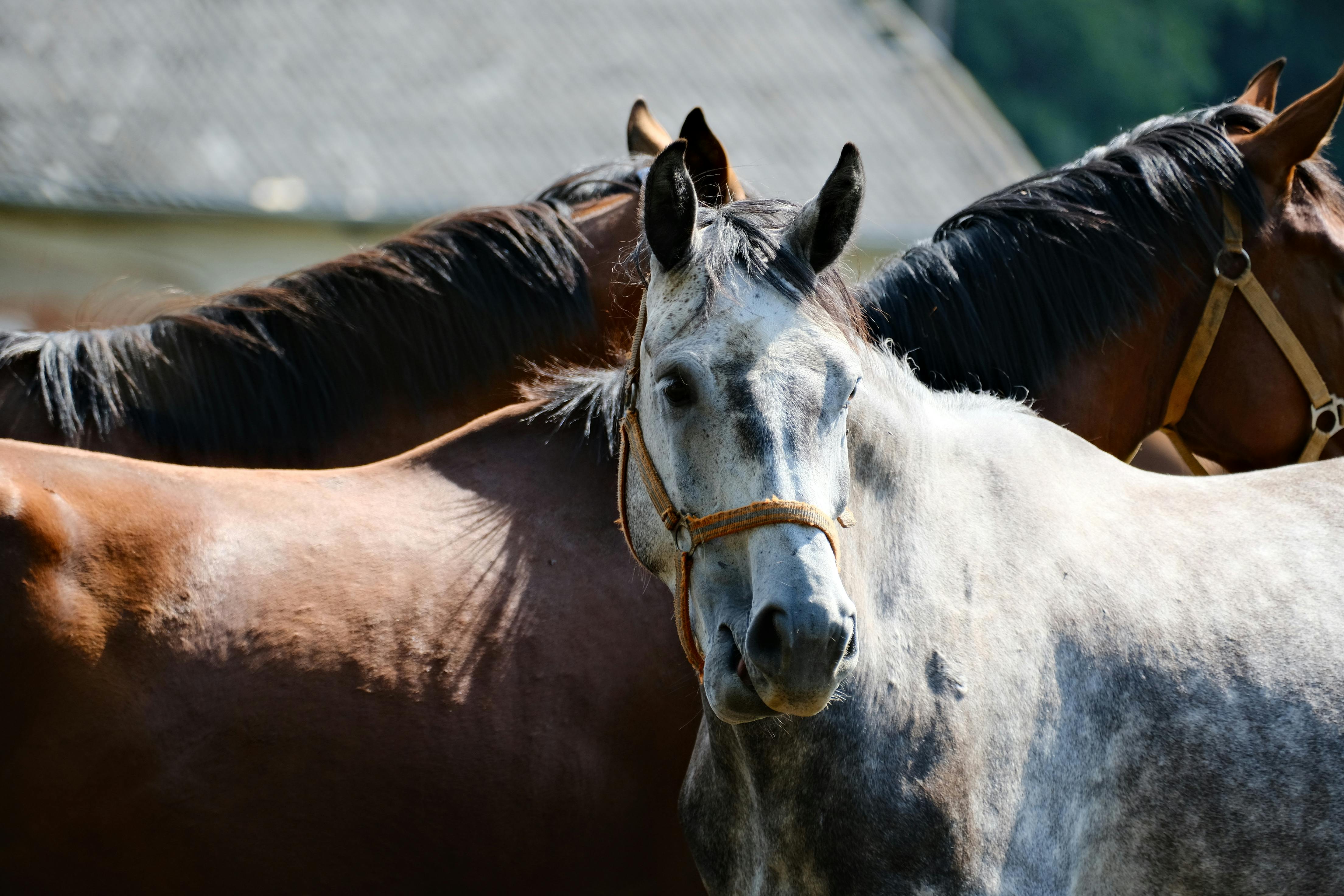 A group of horses standing together in a sunny outdoor setting, showcasing their natural grace.