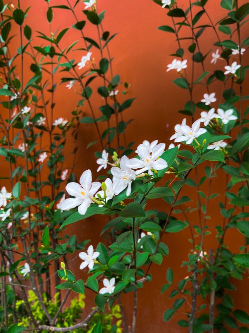 Free Delicate white jasmine flowers set against a vibrant orange background create a striking contrast. Stock Photo