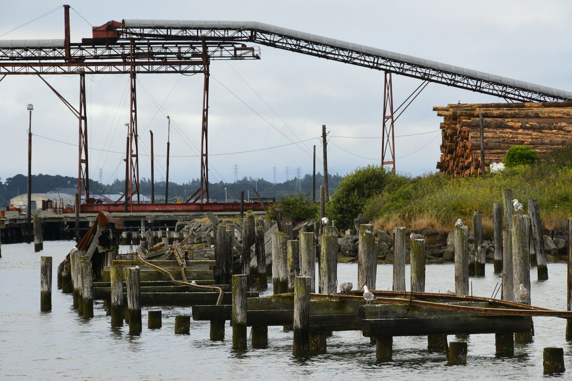 Historic redwood mill and pier on Humboldt Bay at Eureka