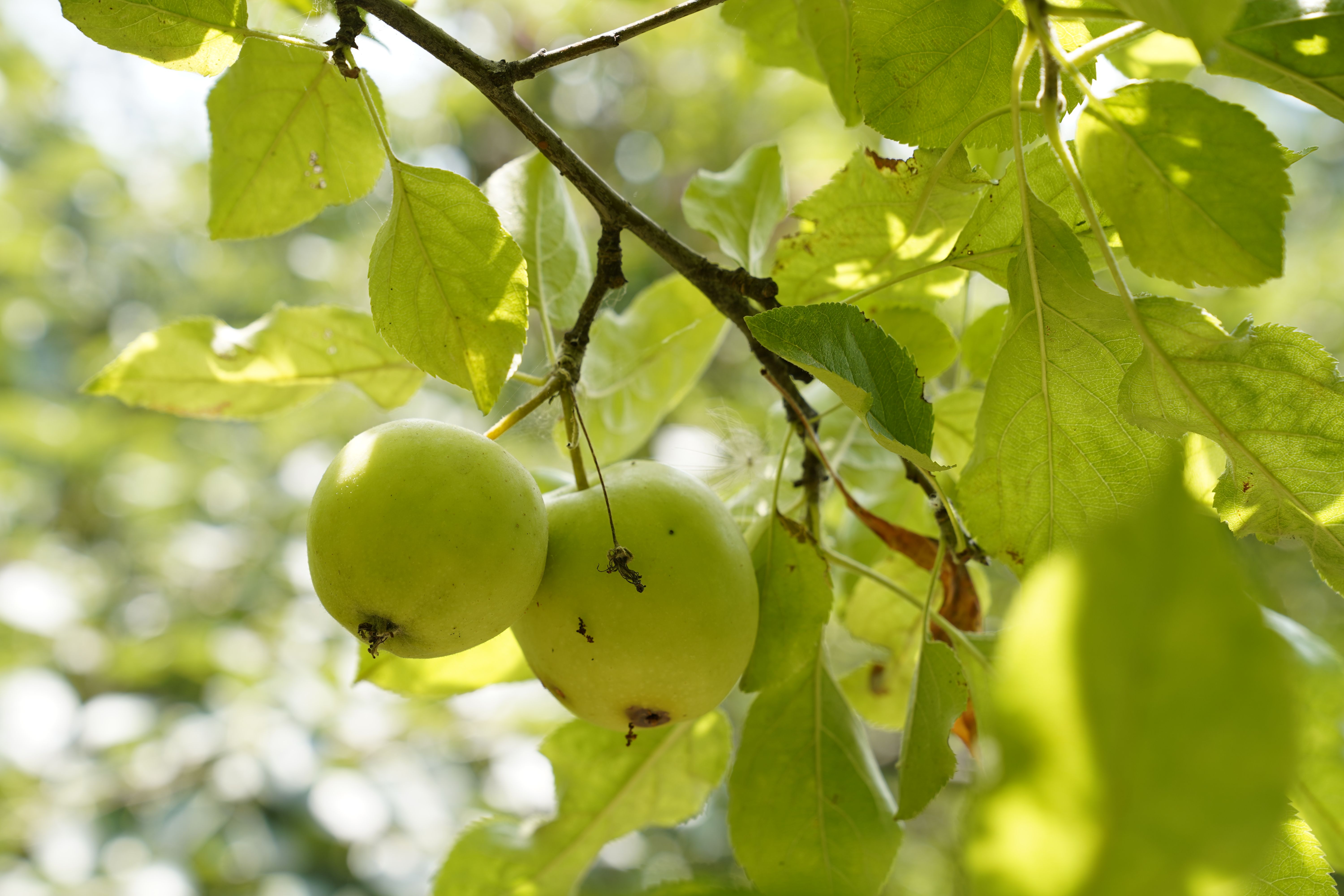 Evidence-Based Mechanisms: How Apple Cider Vinegar Might Work