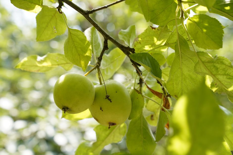 Close-up of green apples hanging on a branch in a sunny orchard, surrounded by vibrant leaves.
