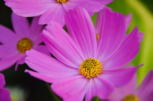 Free Bright pink cosmos flowers in full bloom, showcasing intricate petal details. Stock Photo