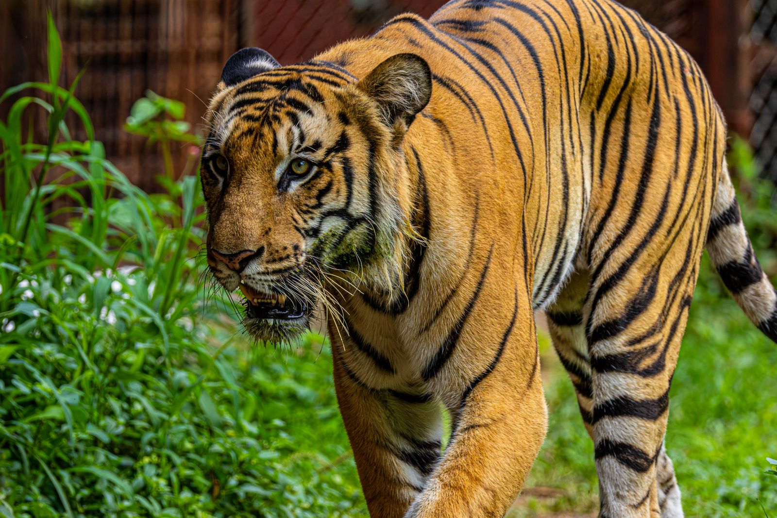 Orange And Black Bengal Tiger Walking On Green Grass Field During orange-and-black-bengal-tiger-walking-on-green-grass-field-during