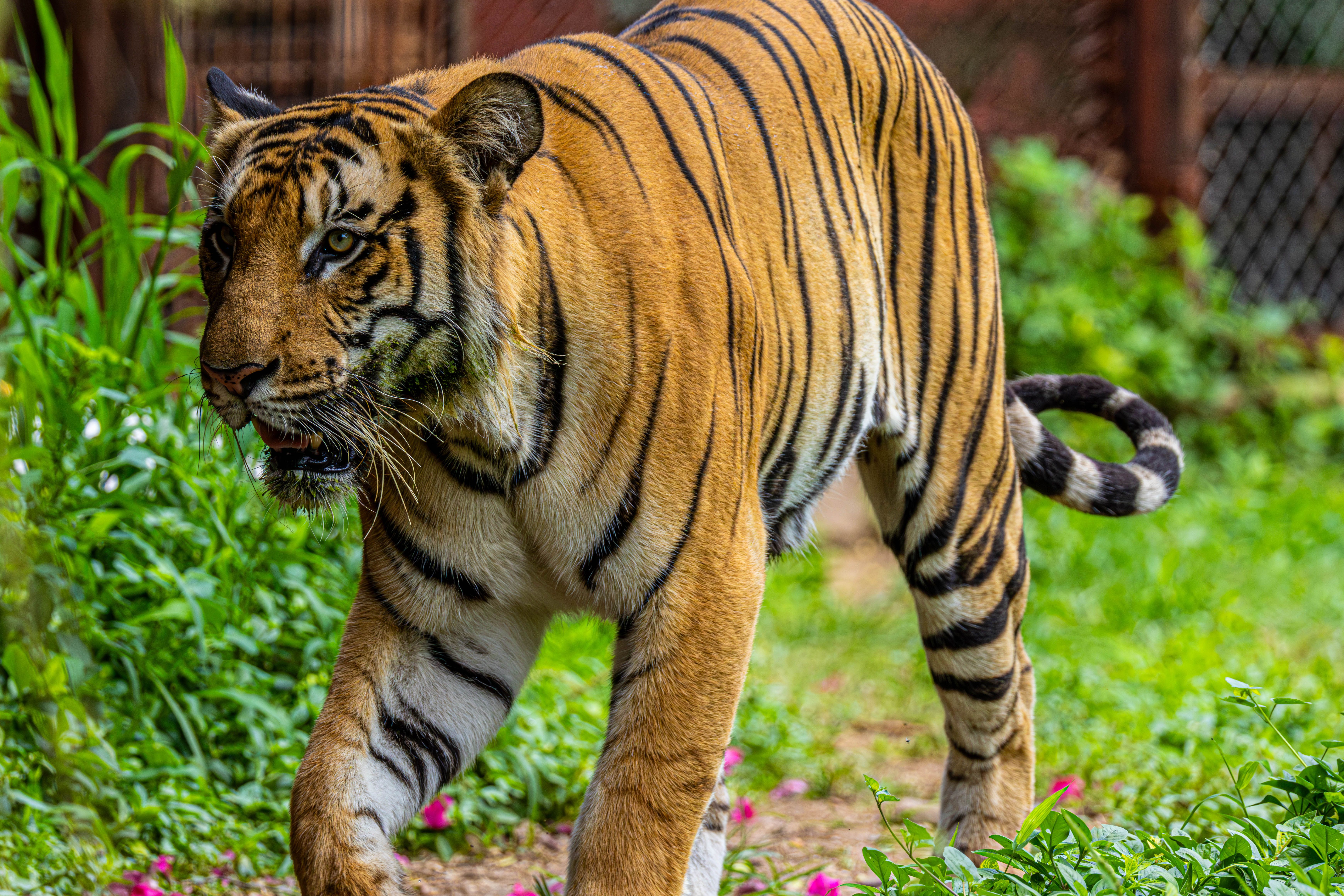 Majestic Bengal Tiger in Lush Greenery · Free Stock Photo