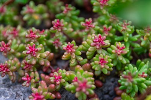Free Vibrant sedum plants showcasing red and green hues in a detailed macro shot. Stock Photo