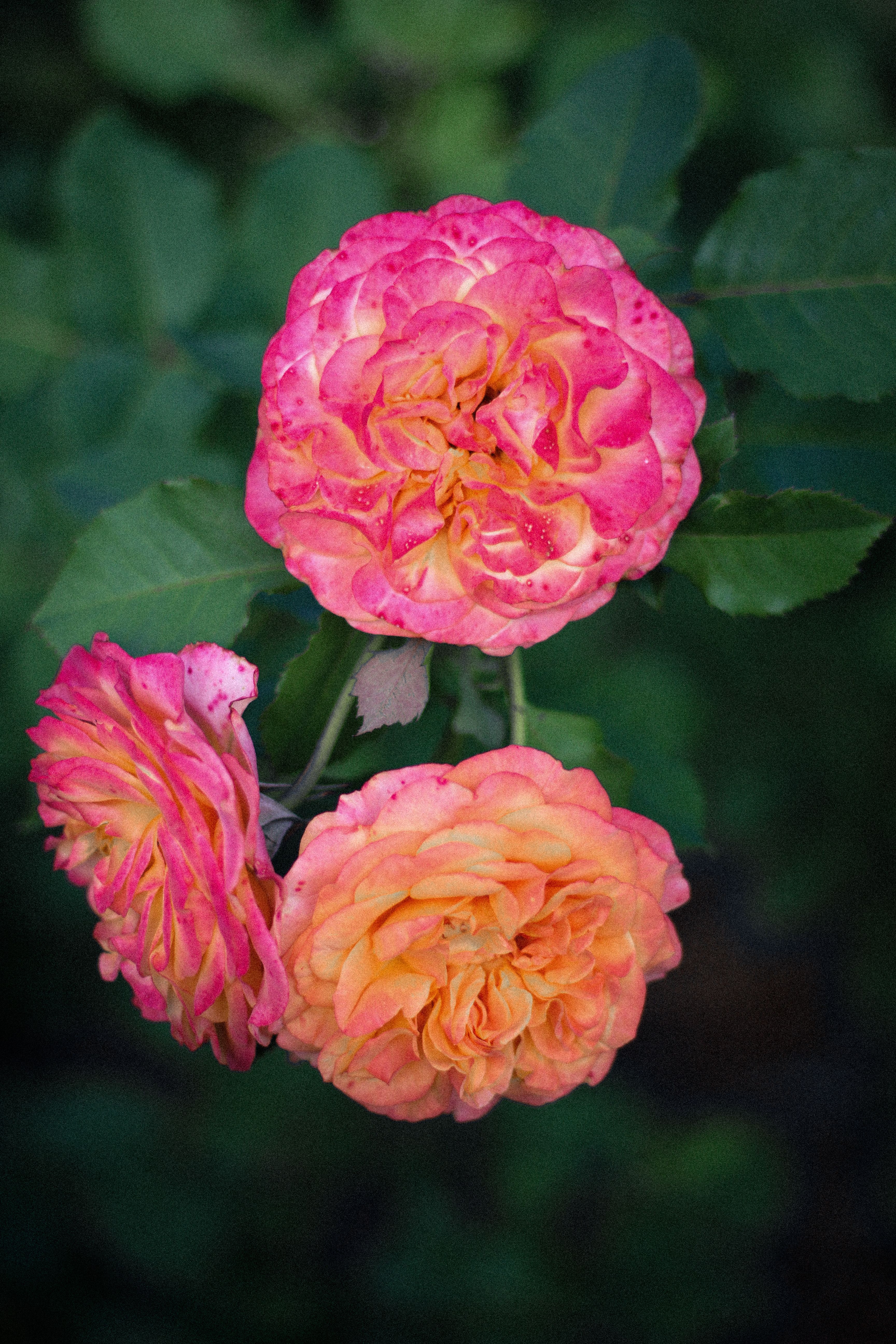 Vibrant Pink and Orange Roses in Full Bloom · Free Stock Photo