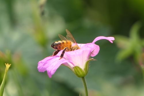 Free Detailed shot of a honeybee pollinating a pink flower, showcasing nature's beauty. Stock Photo