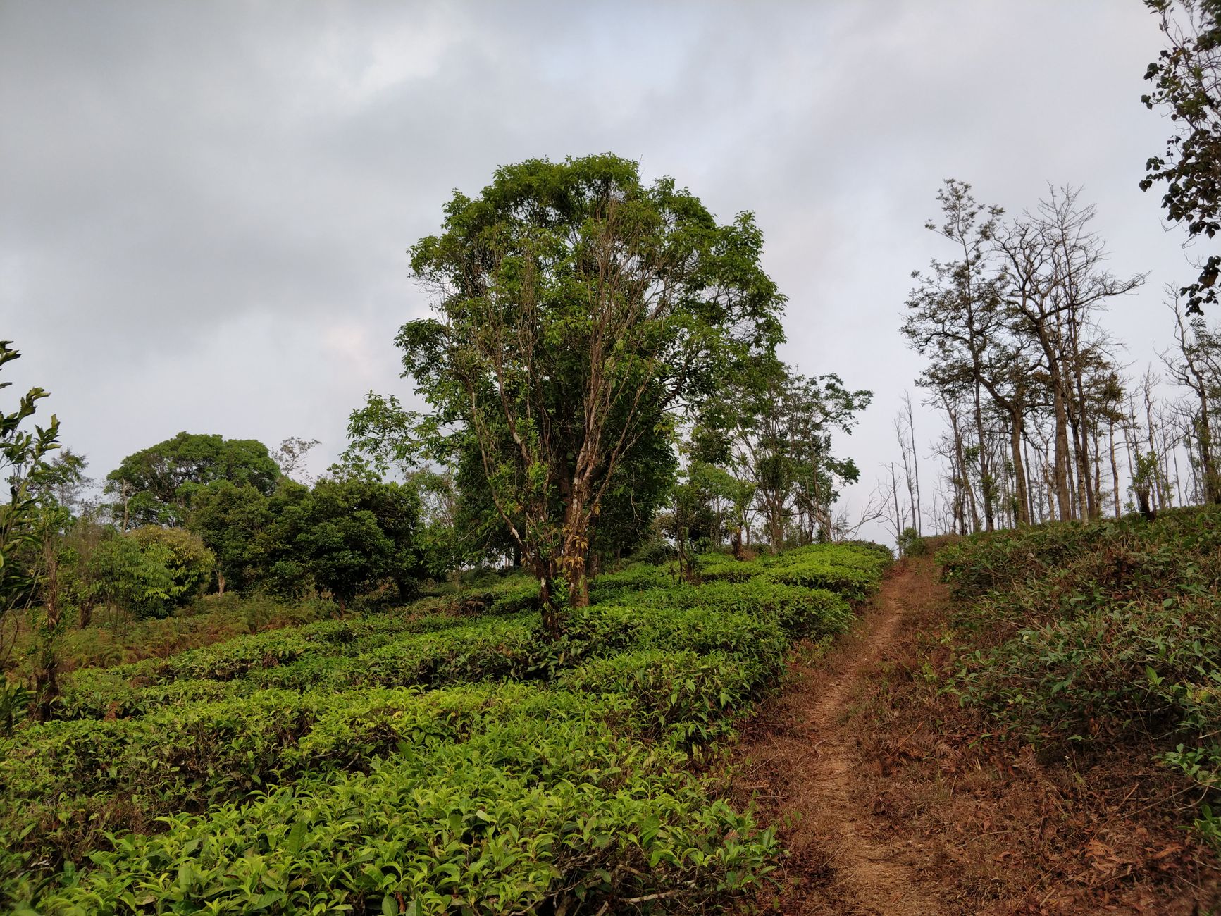 One Day in Coorg: What Not to Miss
