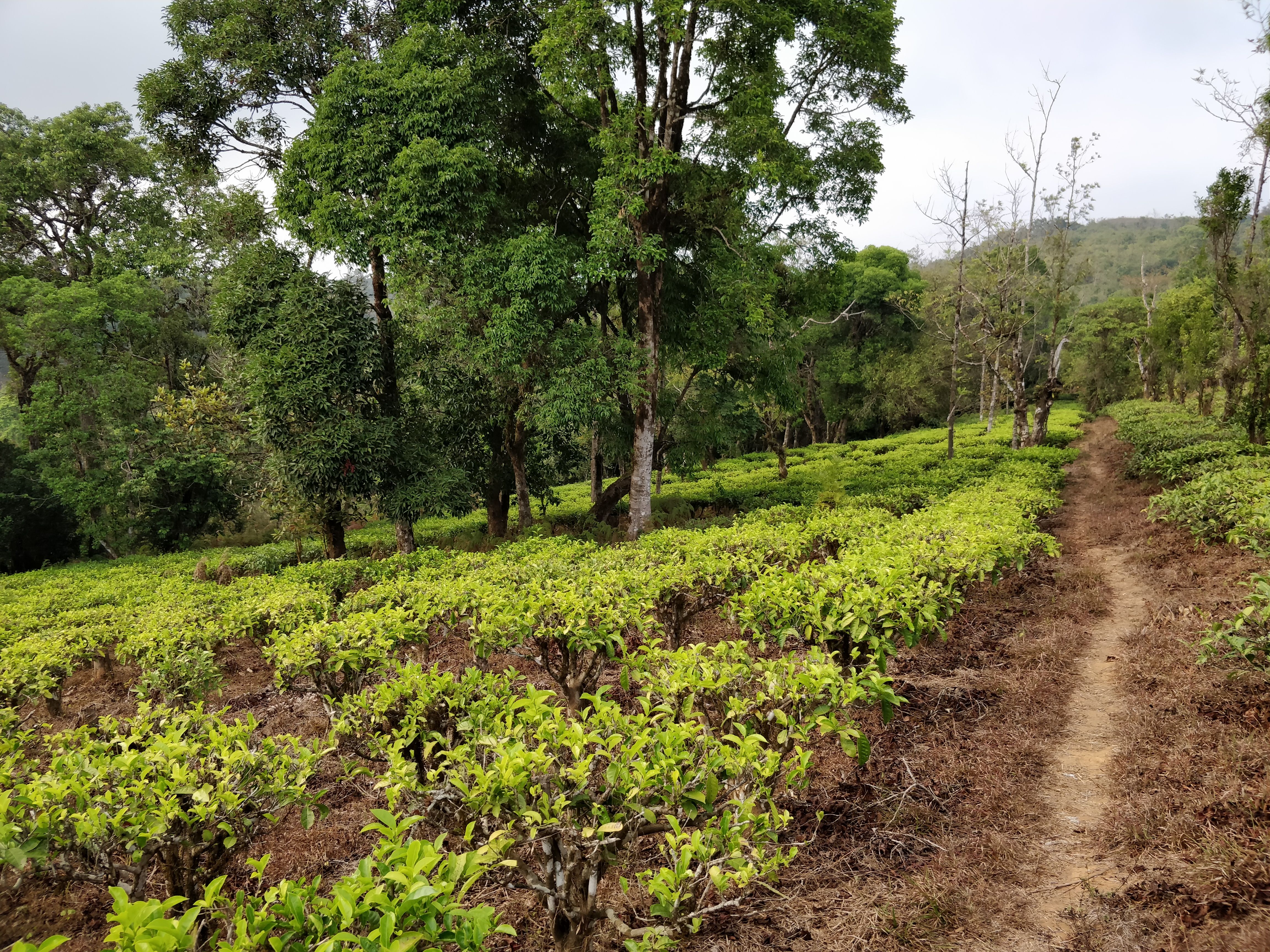 Where to Eat in Sakleshpur: Local Food Guide