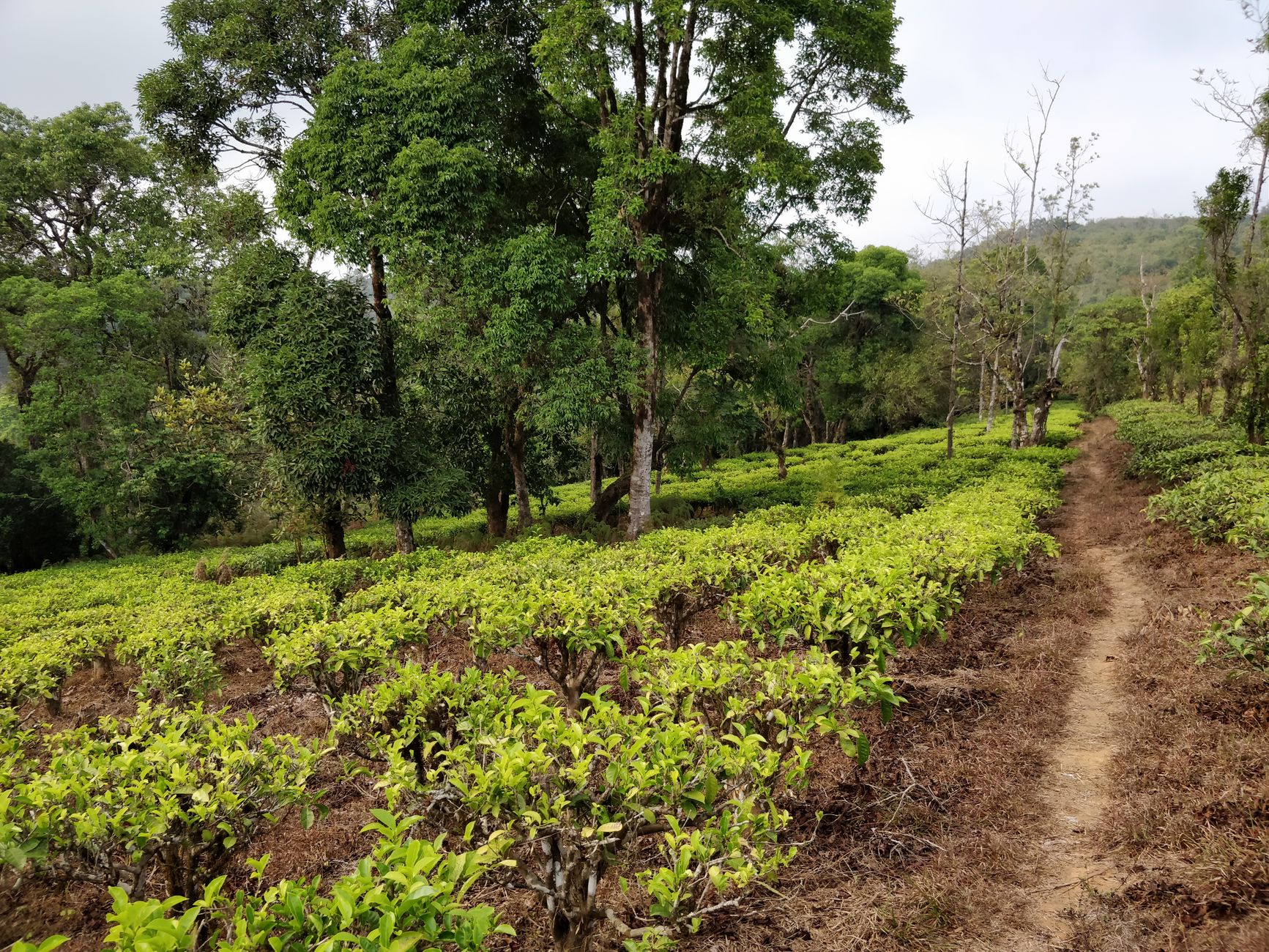 Where to Eat in Sakleshpur: Local Food Guide