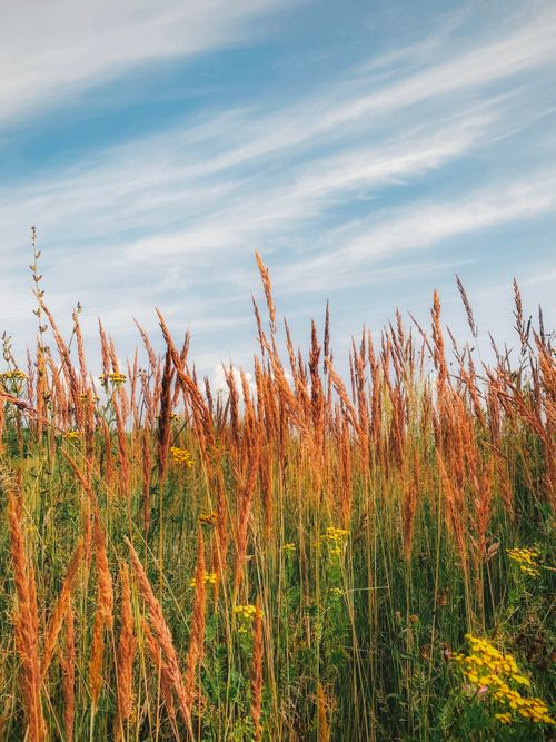 Free Beautiful summer wild meadow with tall grasses under a vibrant blue sky, capturing the essence of natural tranquility. Stock Photo