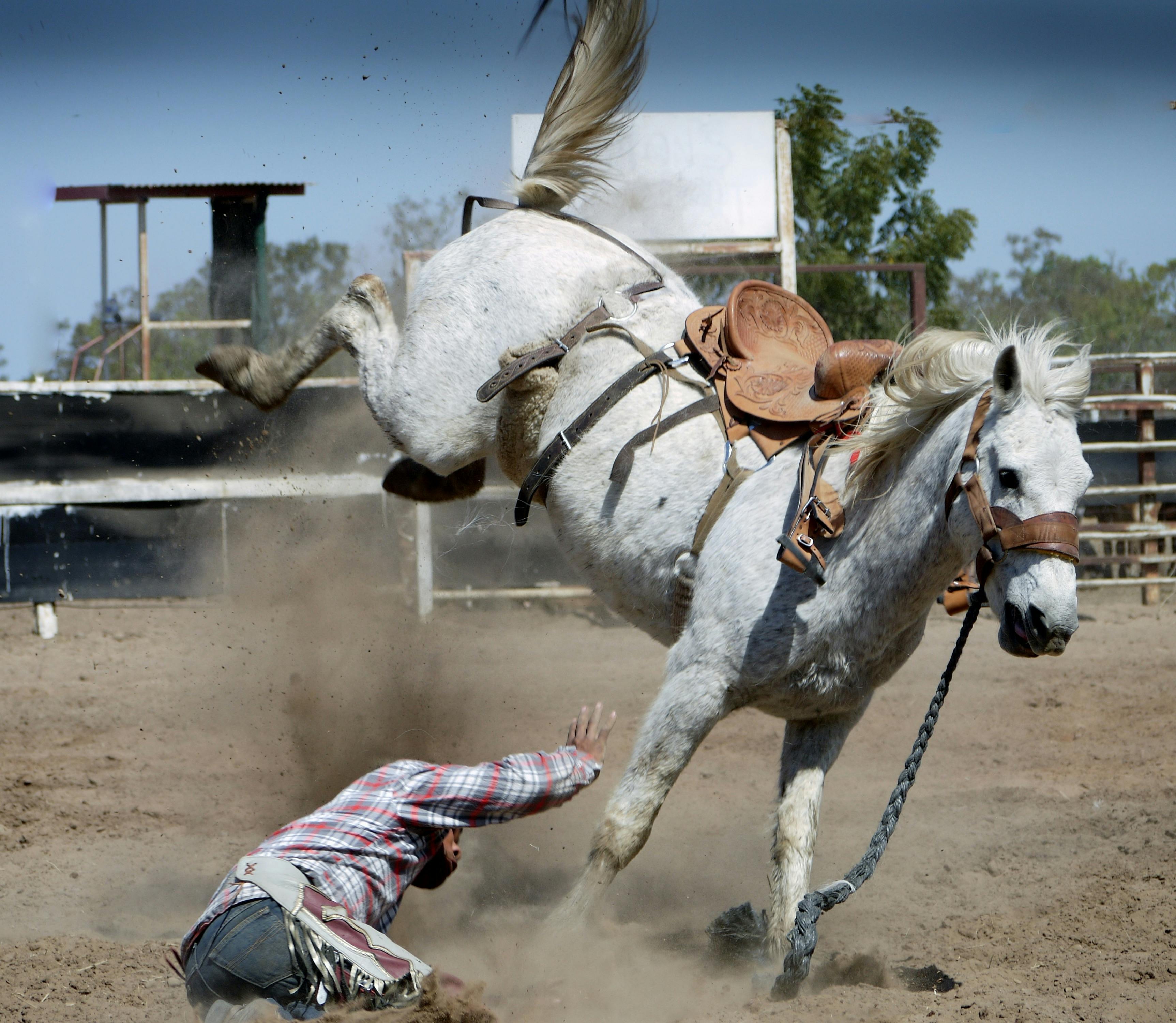 地面に男がいる間に白い馬を蹴る 無料の写真素材