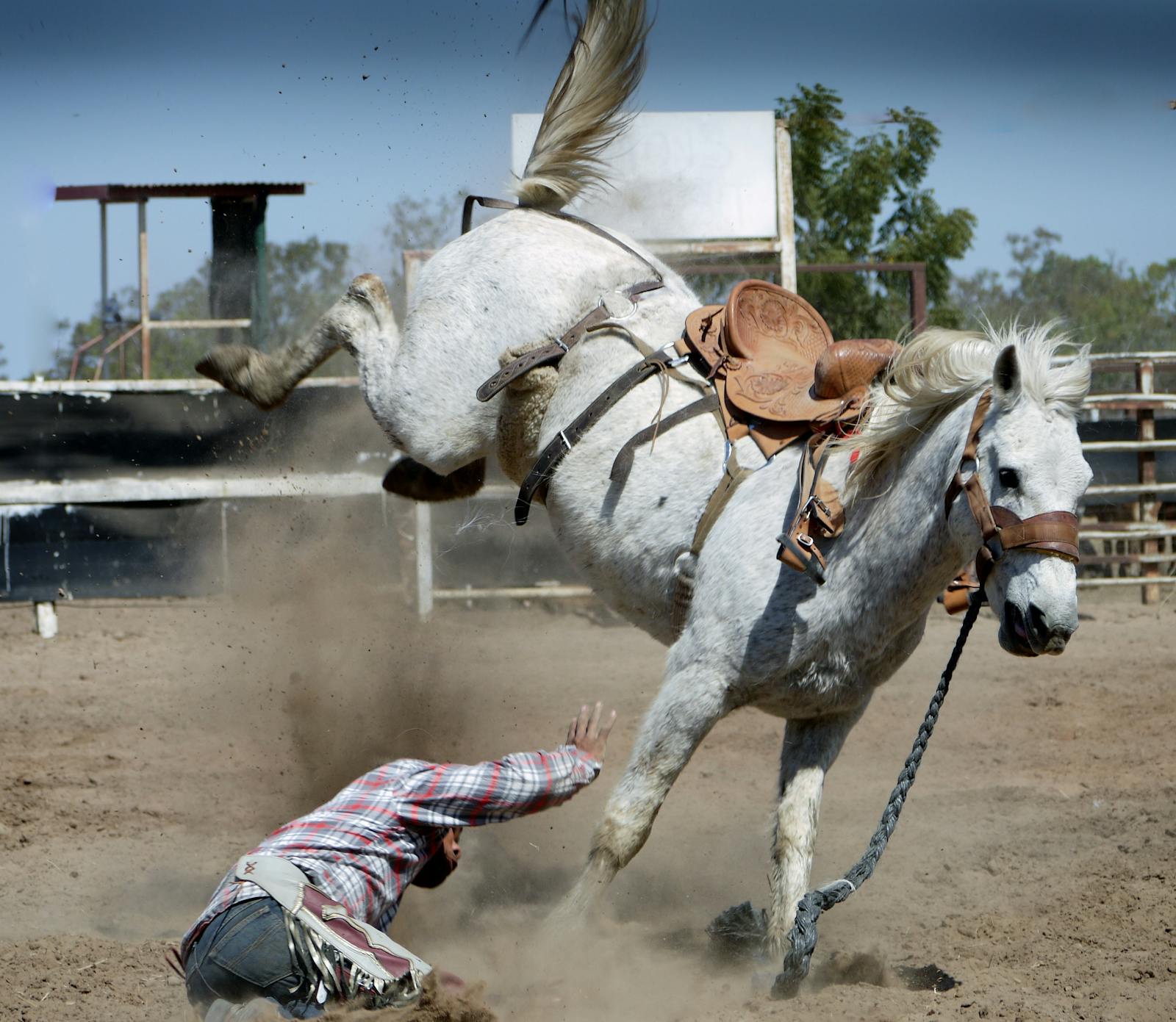 wildhorse7