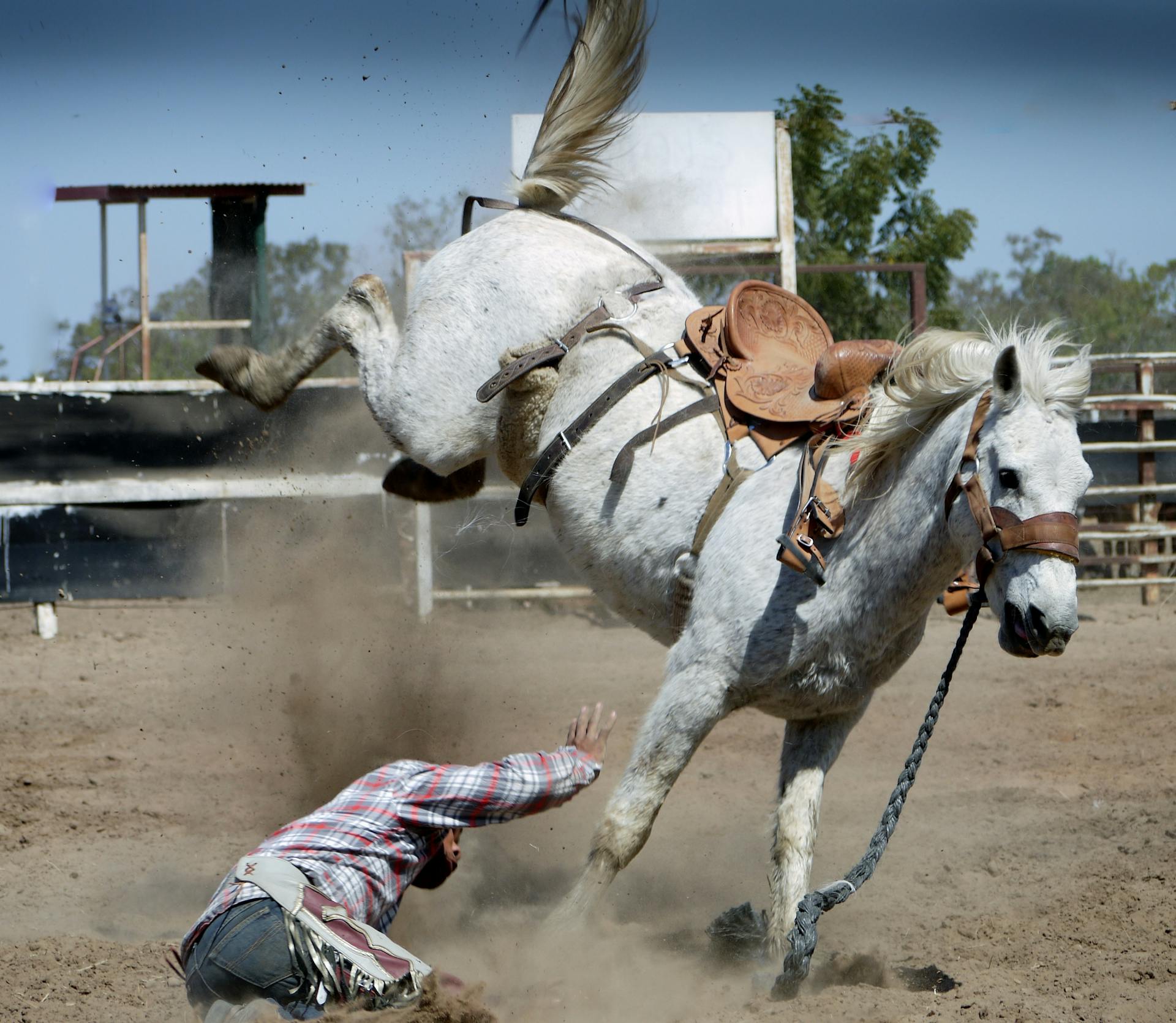 White Horse Kicking While Man on Ground