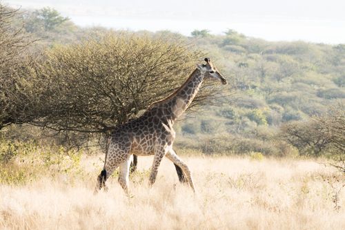 Free A majestic giraffe strolls through the sunlit savanna, captured in natural habitat. Stock Photo