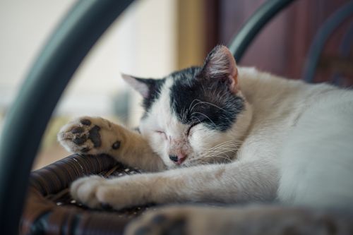 Free A serene domestic cat peacefully sleeping on a wicker chair in a quiet atmosphere. Stock Photo