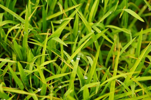 Free Close-up of vibrant green grass with dewdrops, capturing natural beauty and freshness outdoors in Bangladesh. Stock Photo