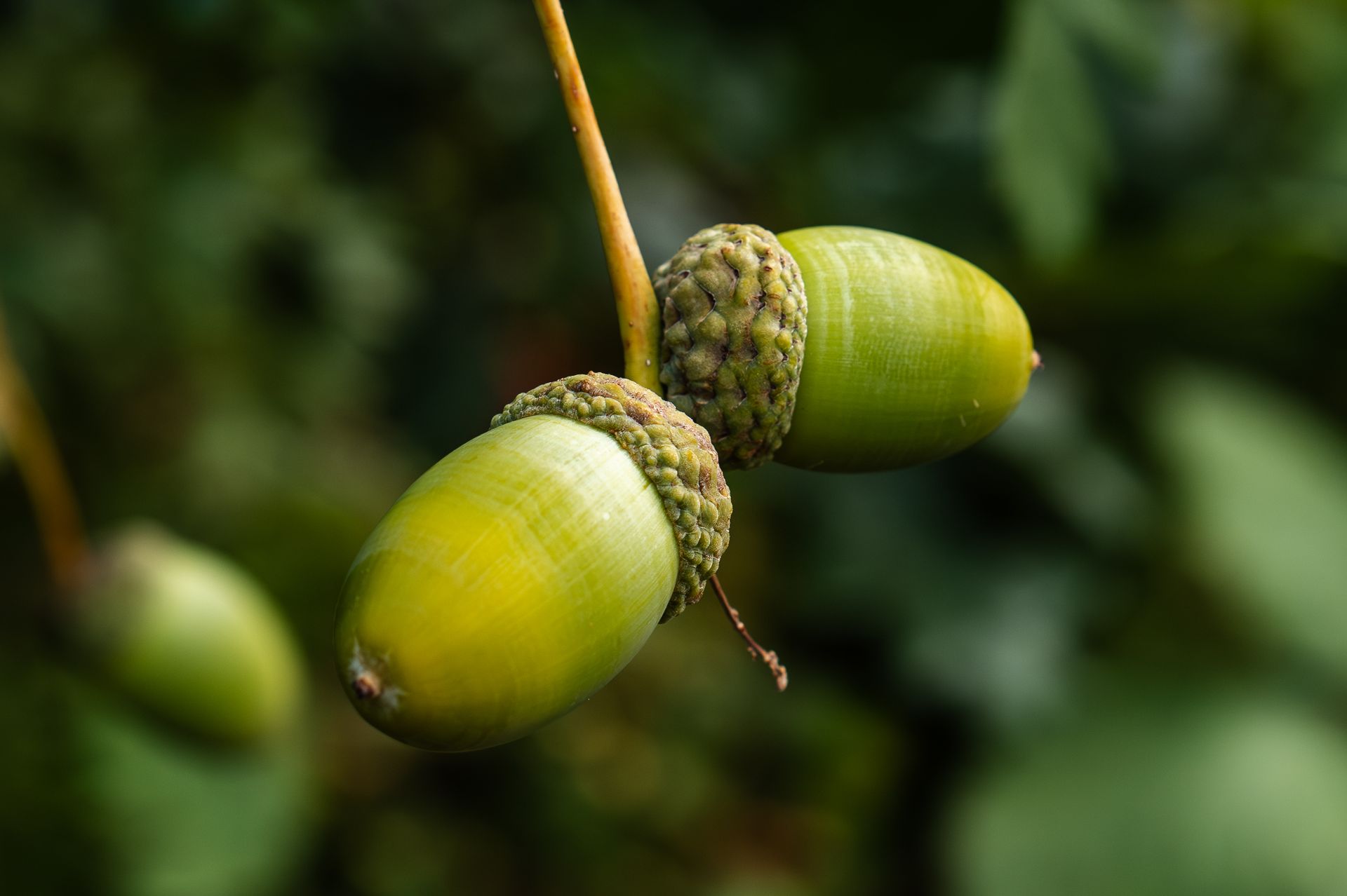 Detailed photo of green acorns hanging on a tree branch, highlighting natural textures.