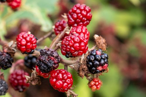 Free Macro shot of ripe and unripe blackberries on a vine outdoors. Stock Photo