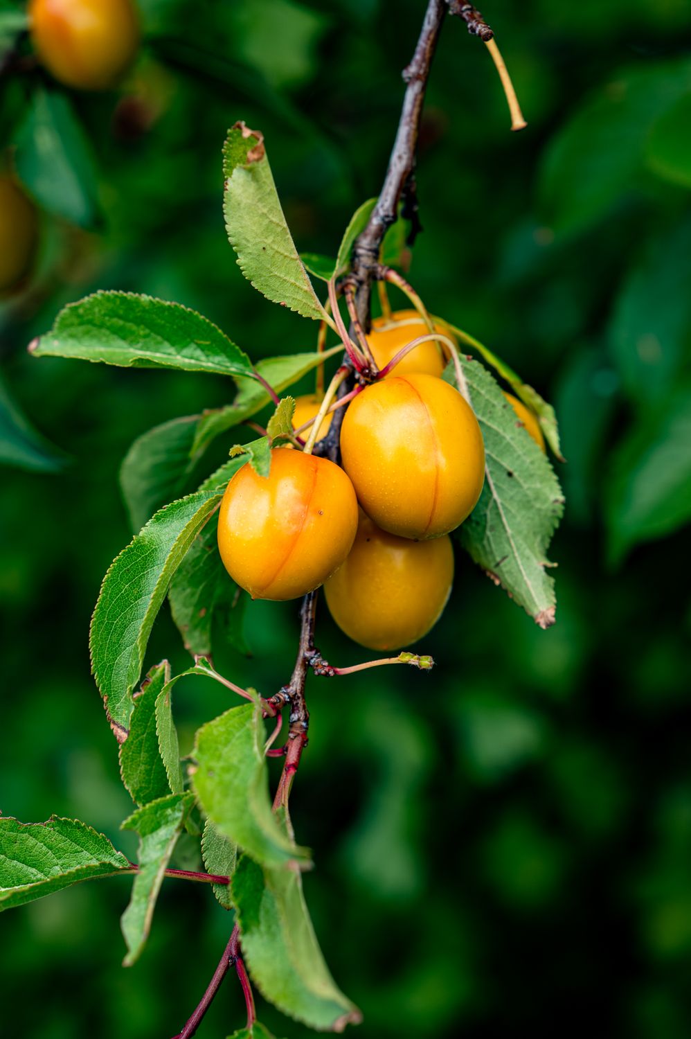 Ripe Mirabelle Plums Hanging On Tree Branch Free Stock Photo ripe-mirabelle-plums-hanging-on-tree-branch-free-stock-photo