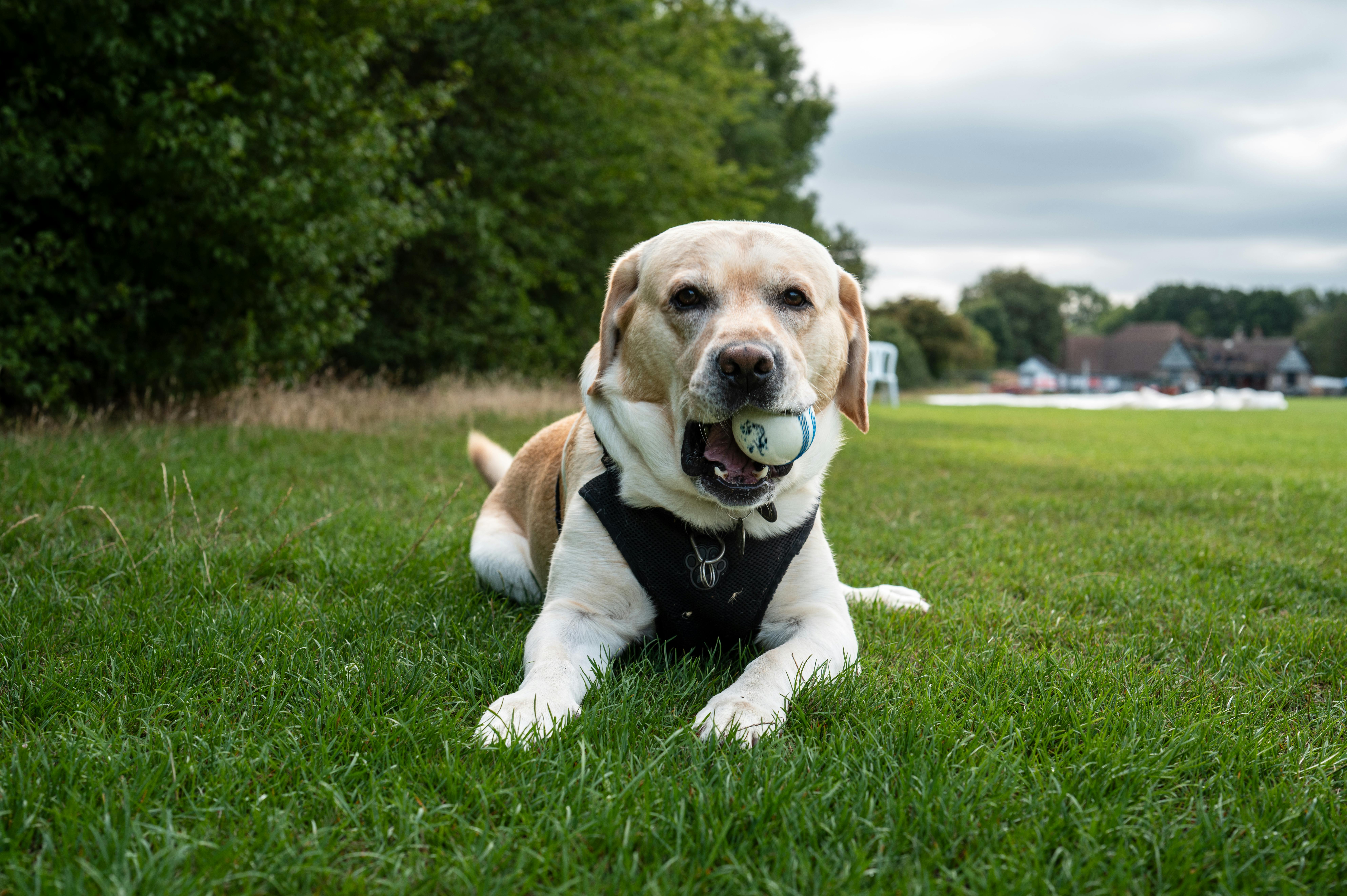 A Labrador Retriever lying on grass with a ball, enjoying a sunny day outdoors.