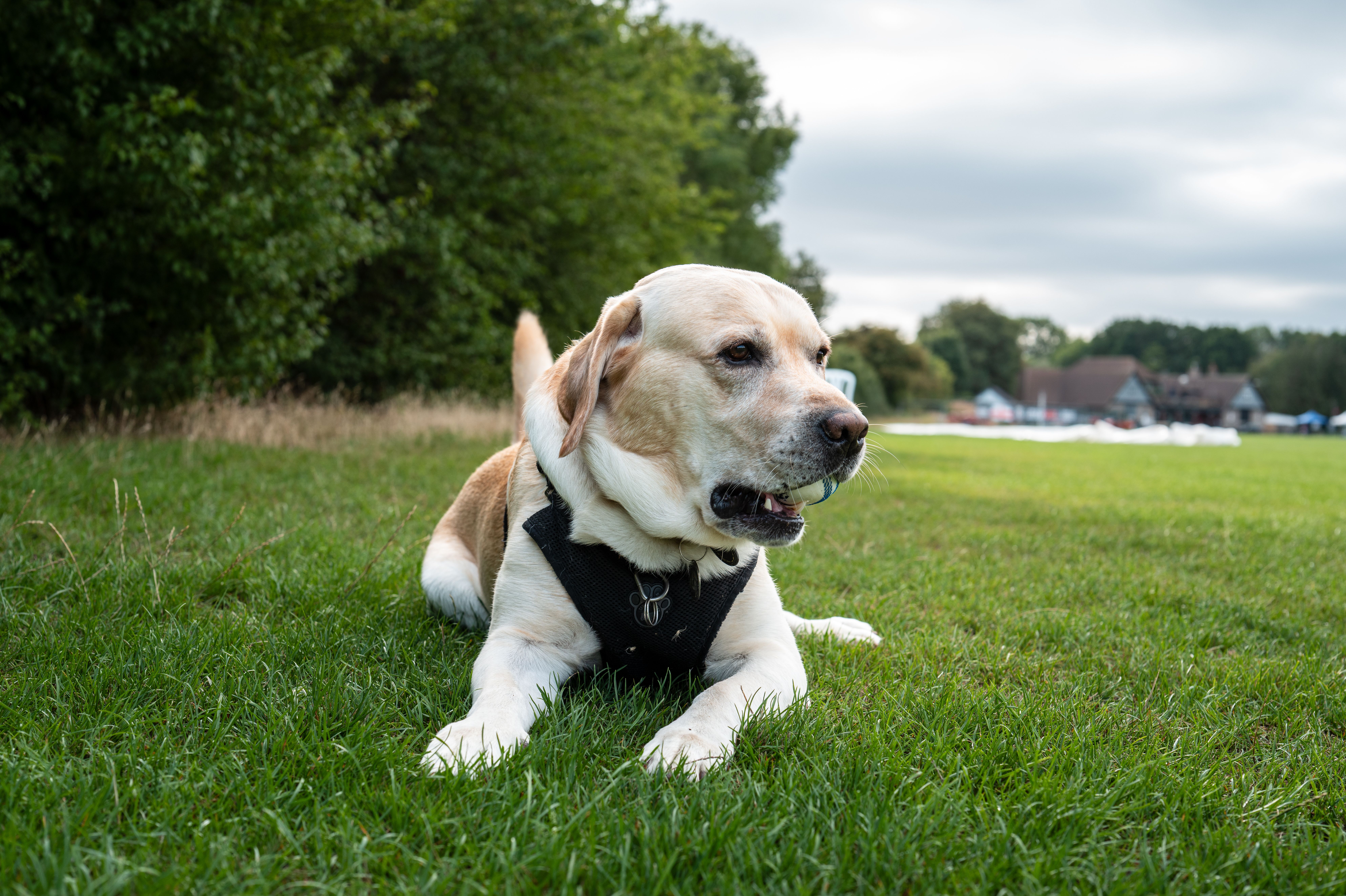 Dog Breed Photos, Download The BEST Free Dog Breed Stock Photos & HD Images