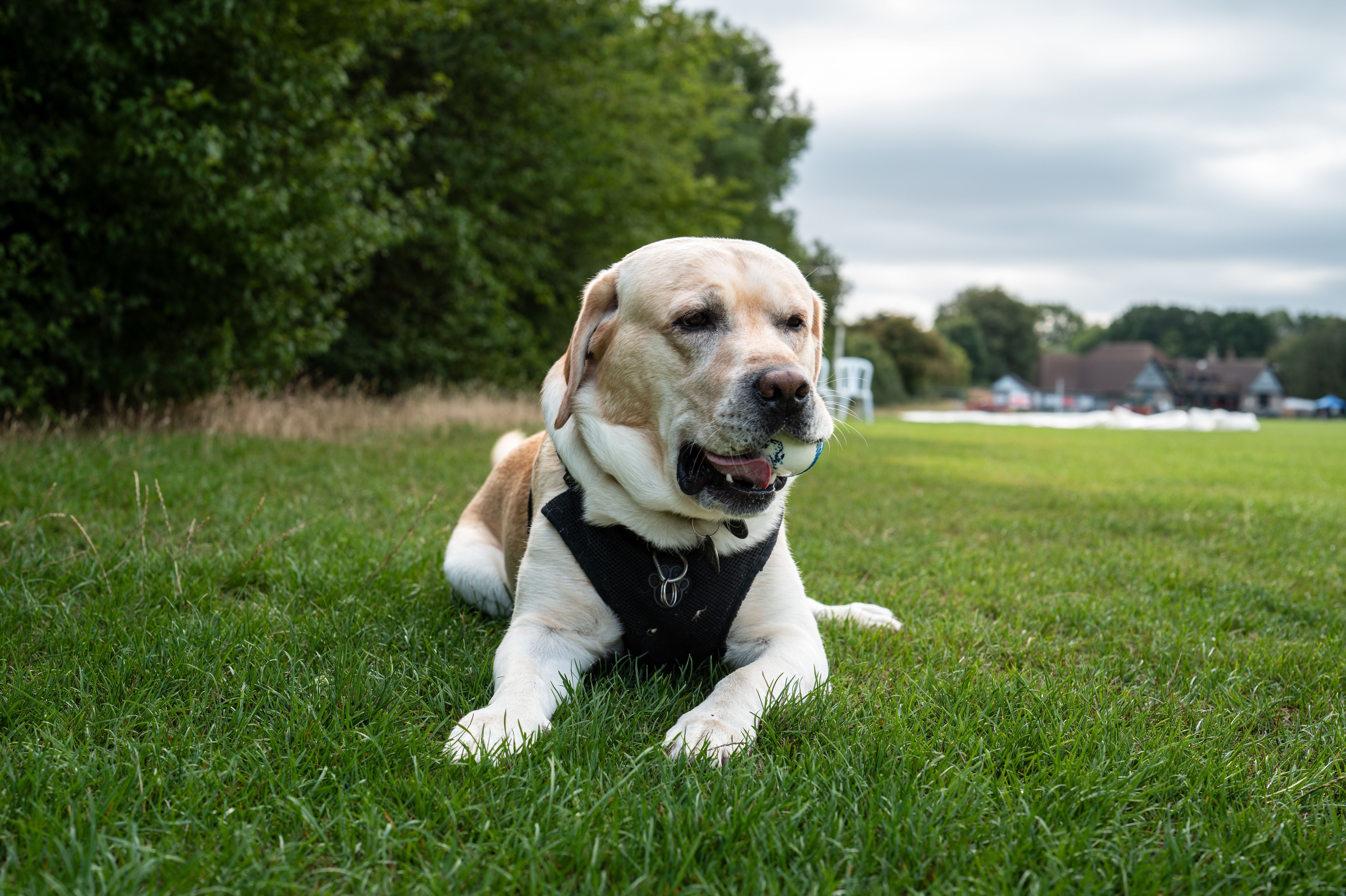 pet technology market — Photo by Ar kay on Pexels