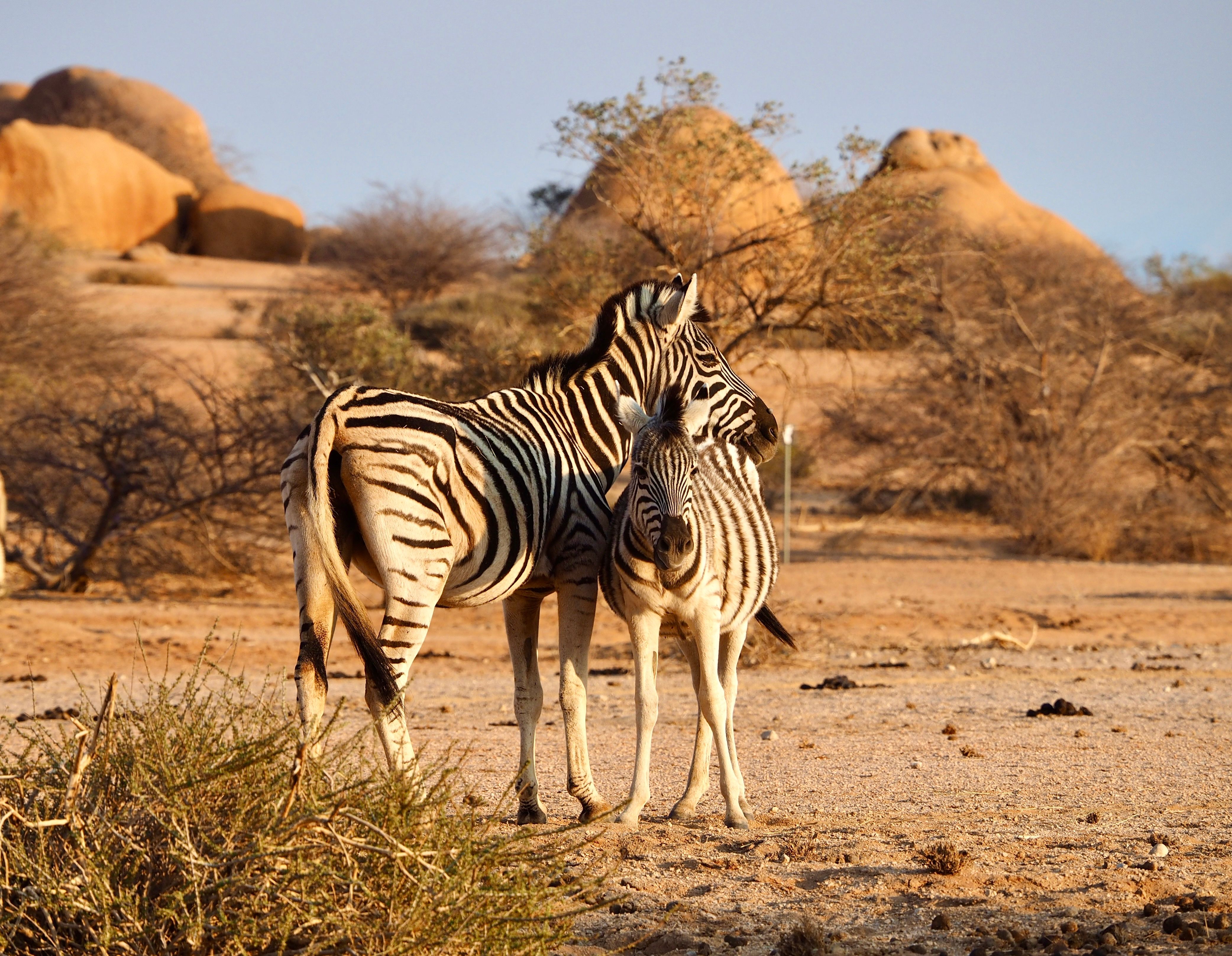A zebra pair standing in the dry African savannah with rocky backdrop.