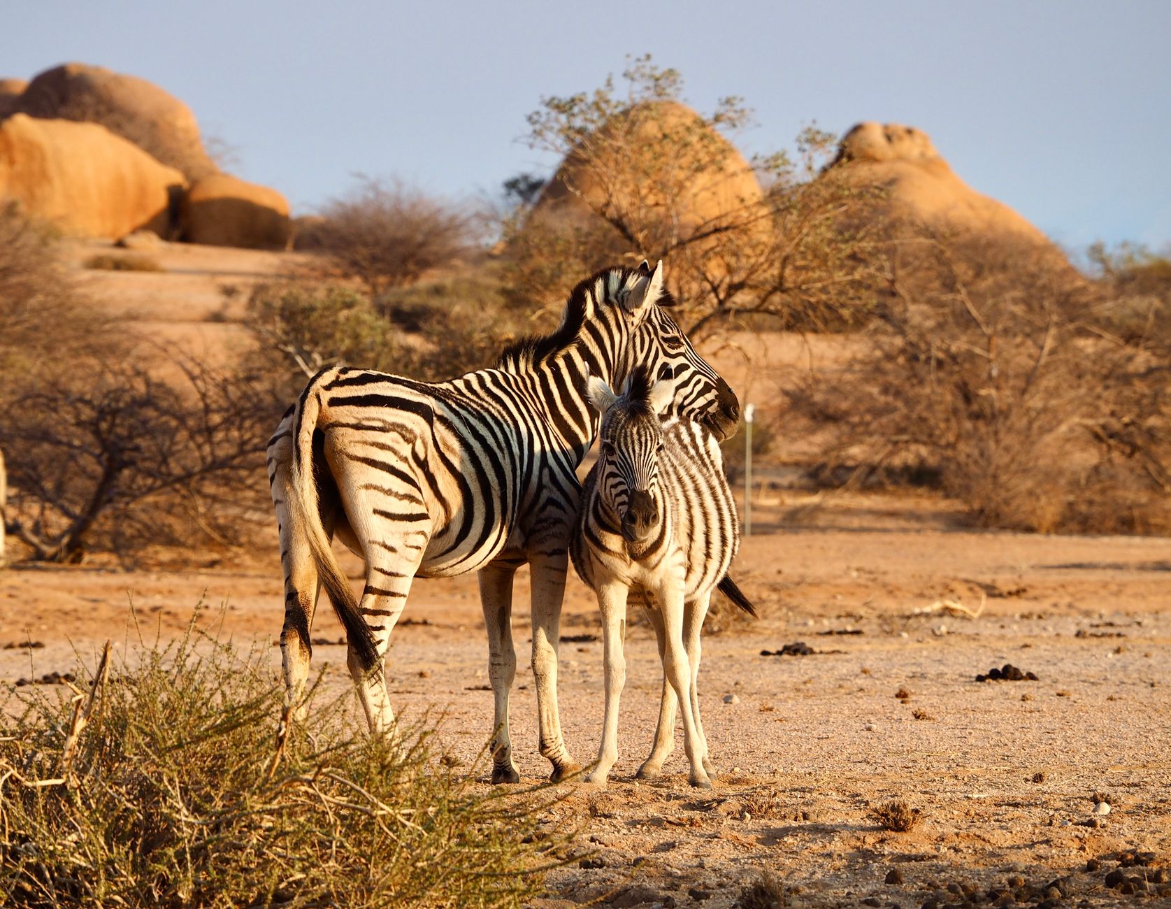 A zebra pair standing in the dry African savannah with rocky backdrop.
